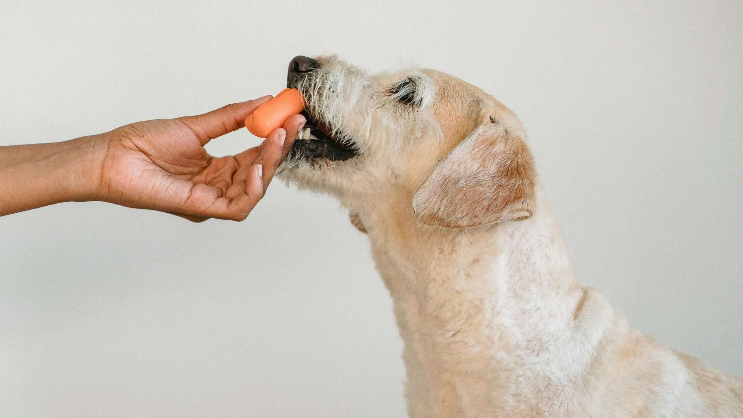 An image of a dog eating a carrot
