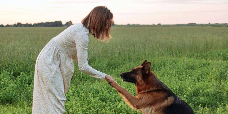 German Shepherd Dog Breed Health and Care[2024]