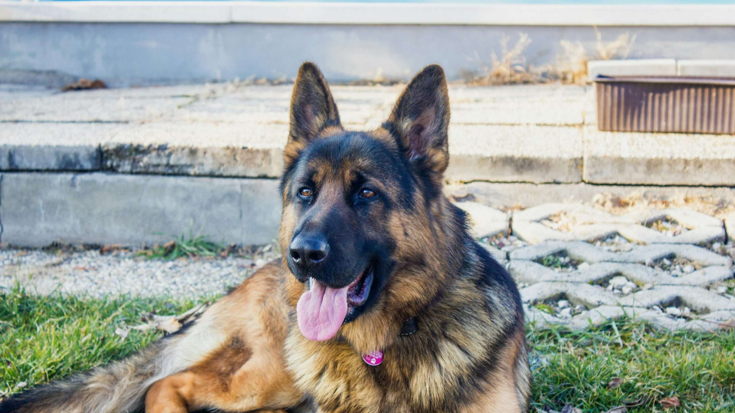 An image of a German Shepherd Dog