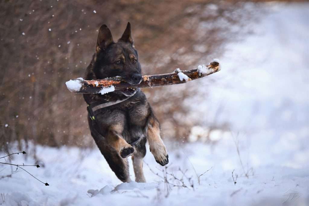 An image of a German Shepherd with a stick