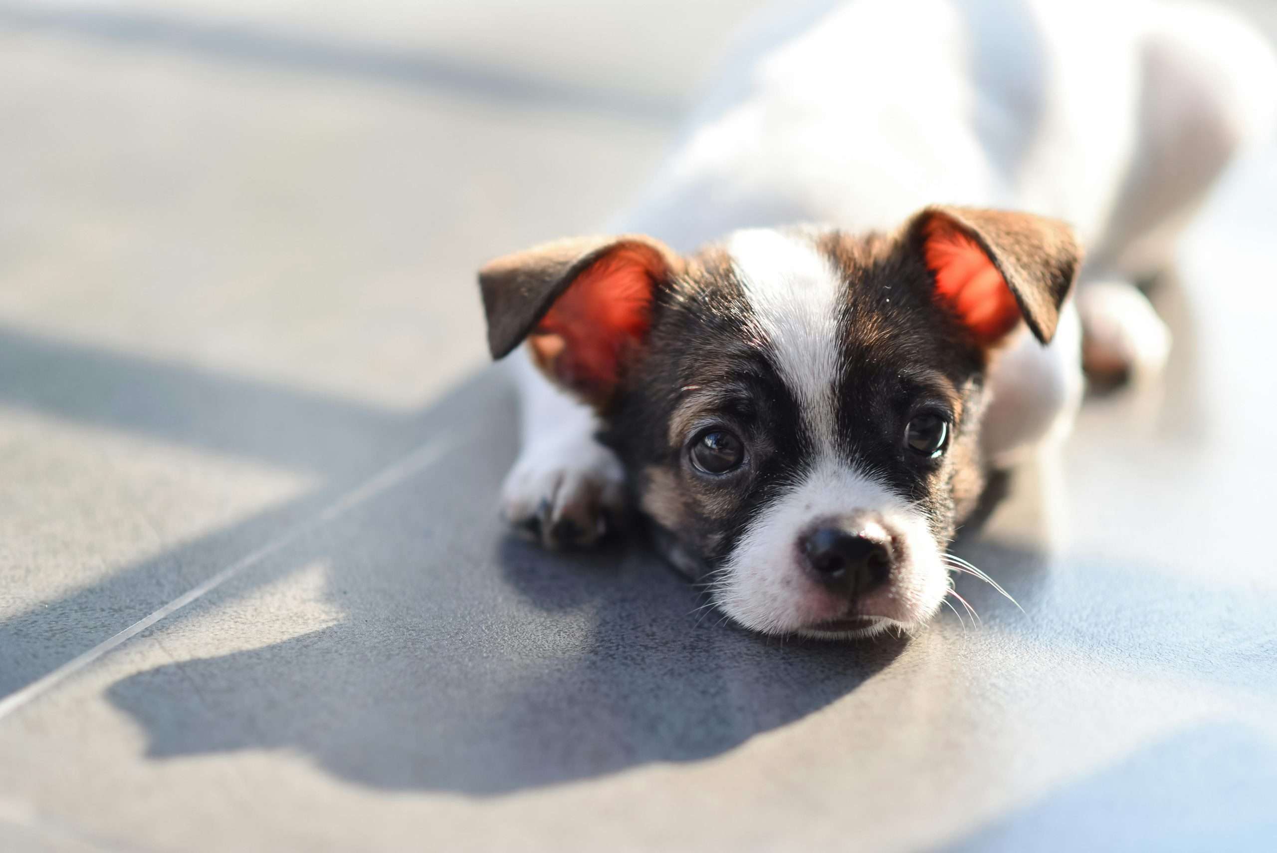 Do's and don'ts while dealing with a anxious dog
