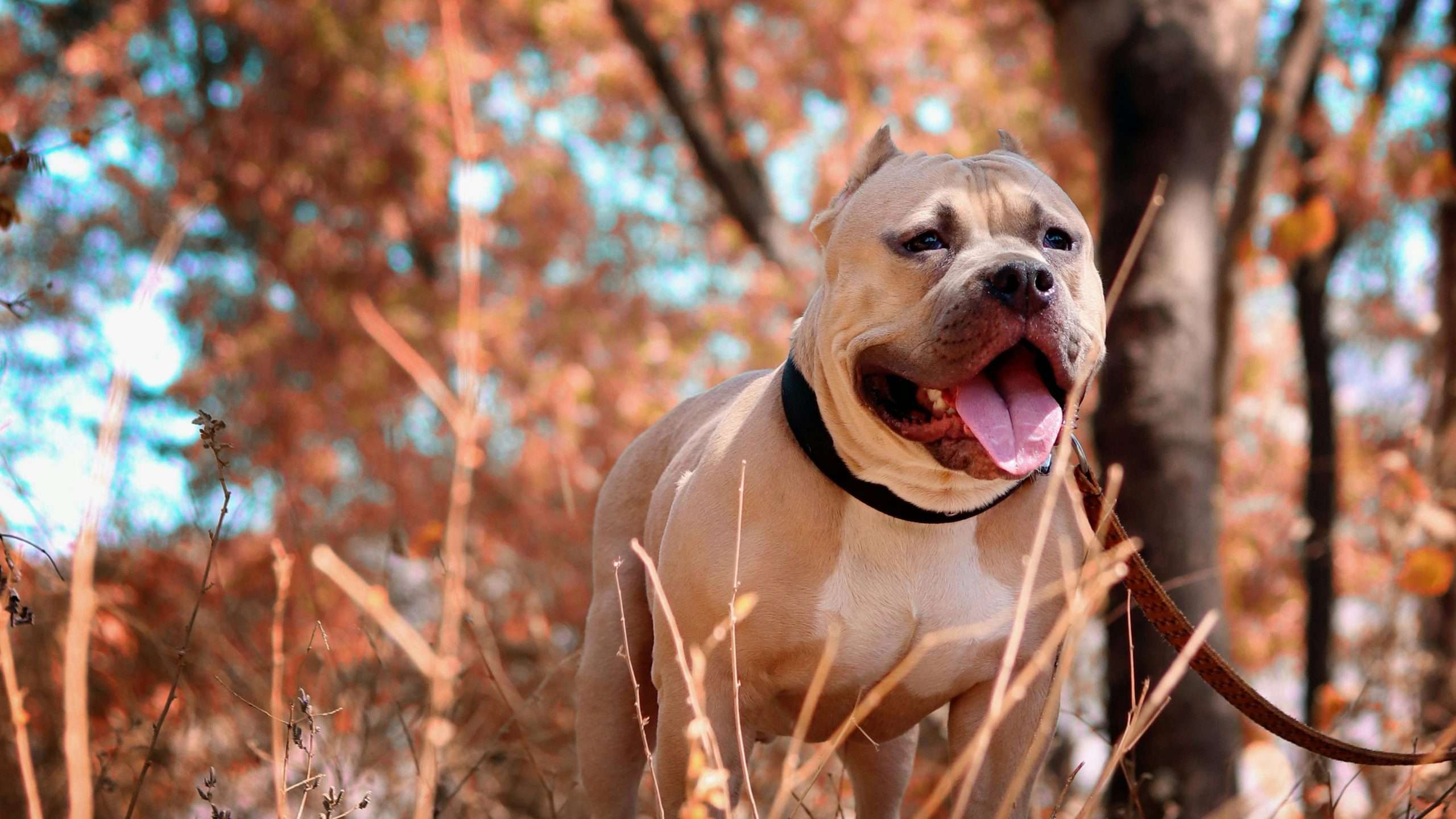 An image of a bulldog on a leash