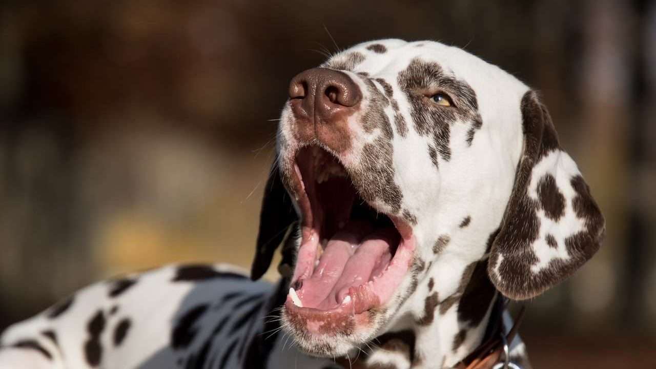 An image of a Dalmatian barking