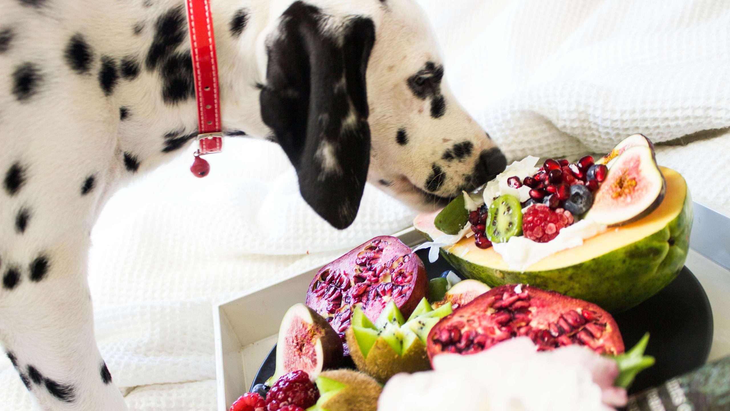 An image of a dalmatian eating fruits