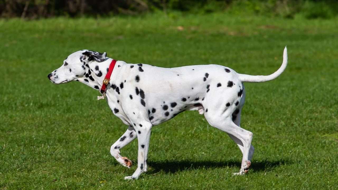 An image of a dalmatian - dietary requirements for Dalmatians