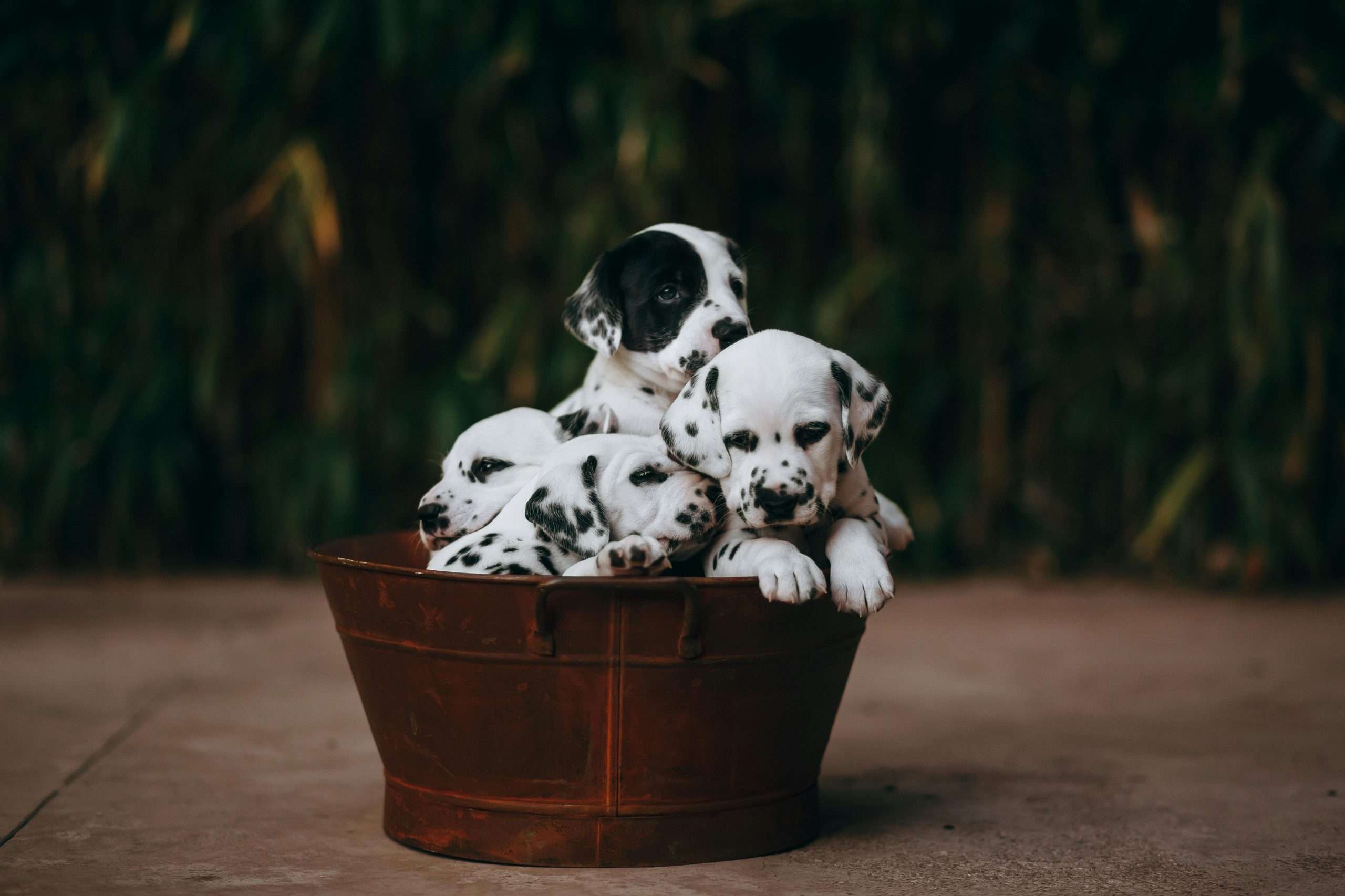 An image of Dalmatian puppies - dietary requirements for Dalmatians