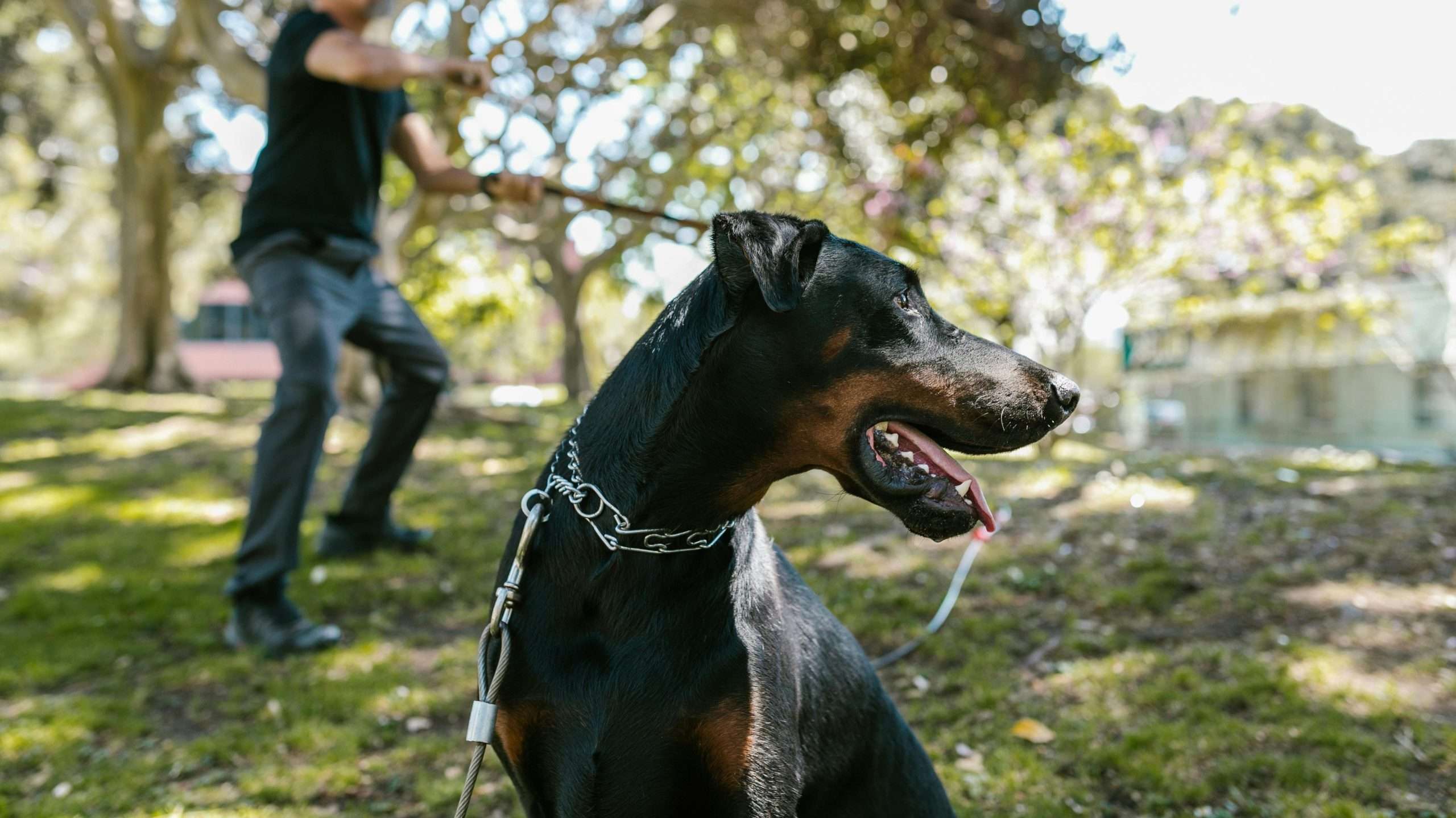 An image of a doberman