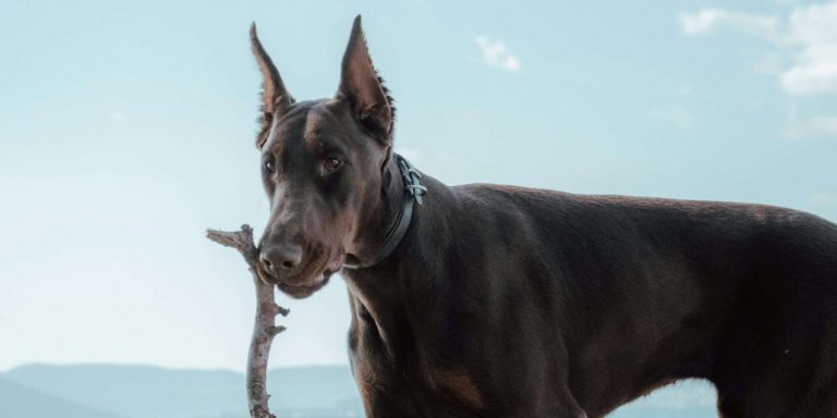 What to Know About Doberman Pinschers [2024]
