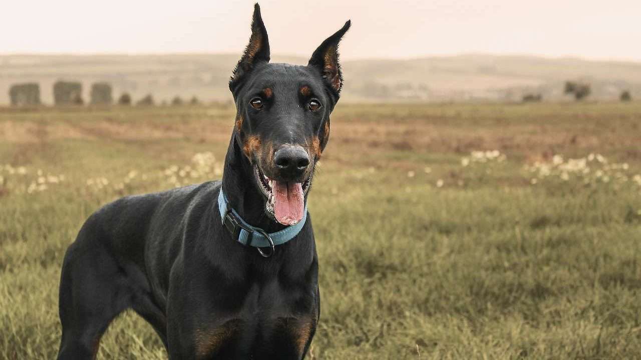 An image of a doberman