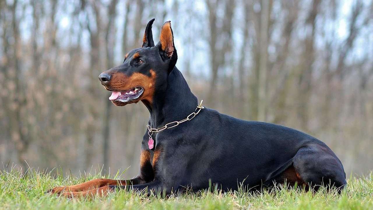 An image of a doberman Pinschers laying on the ground