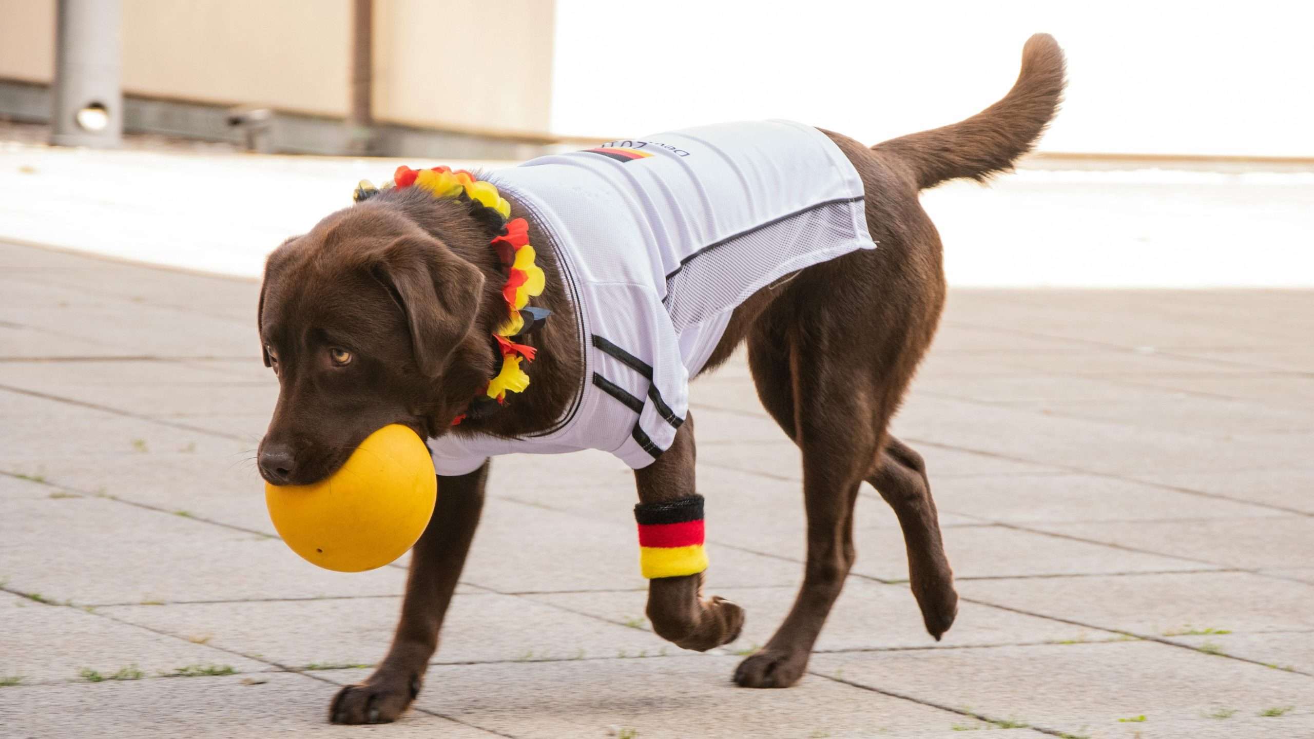 An image of a dog playing ball fetch - Indoor exercises for dogs
