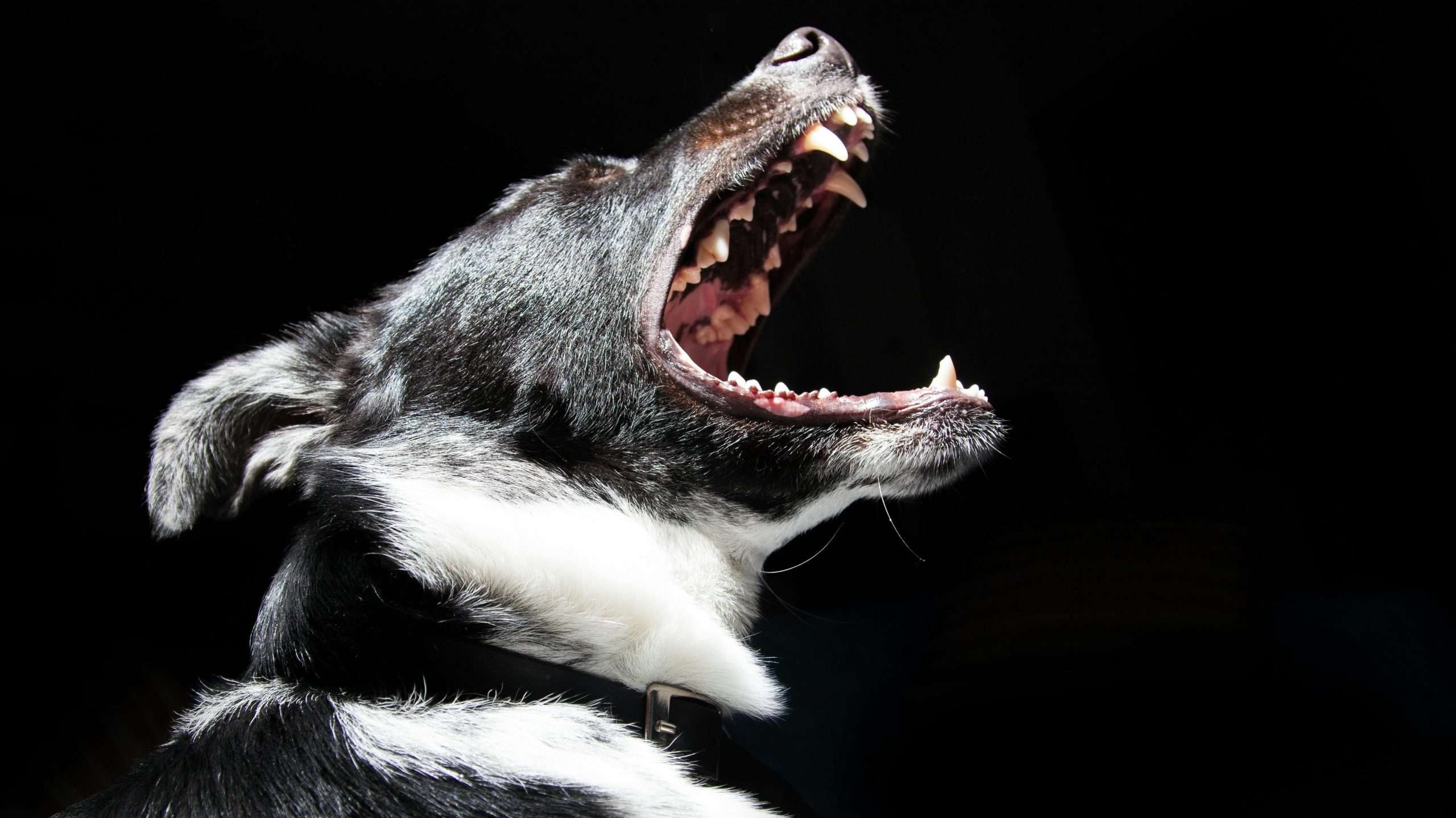 An image of a dog barking