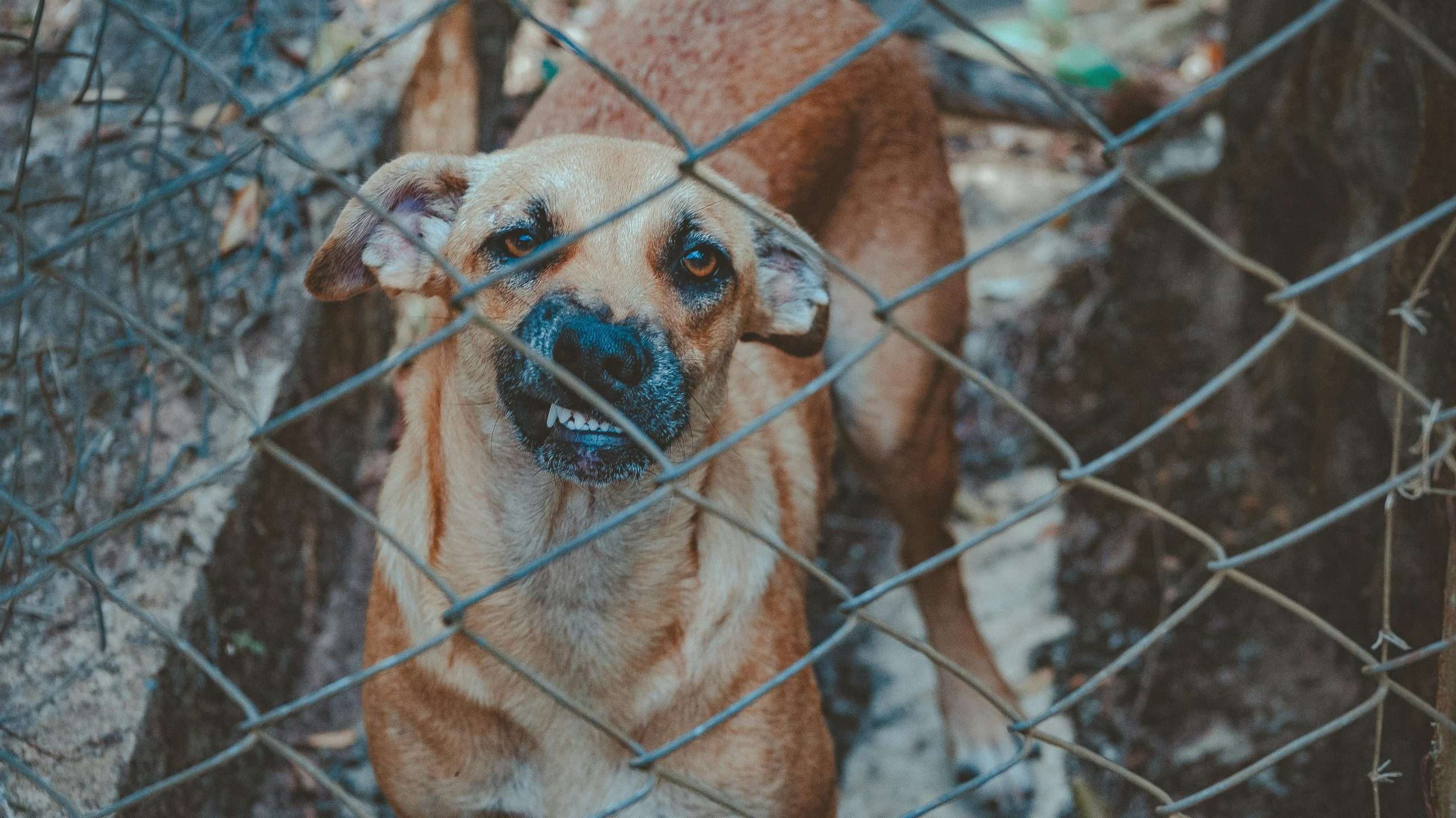 An image of an angry dog - jealousy in dogs