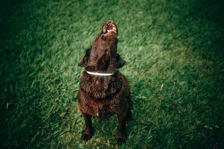 How to Teach Your Dog Not to Bark at Strangers: 7 Tips