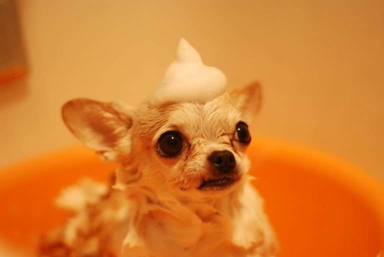 How Often Should You Bathe Your Dog?