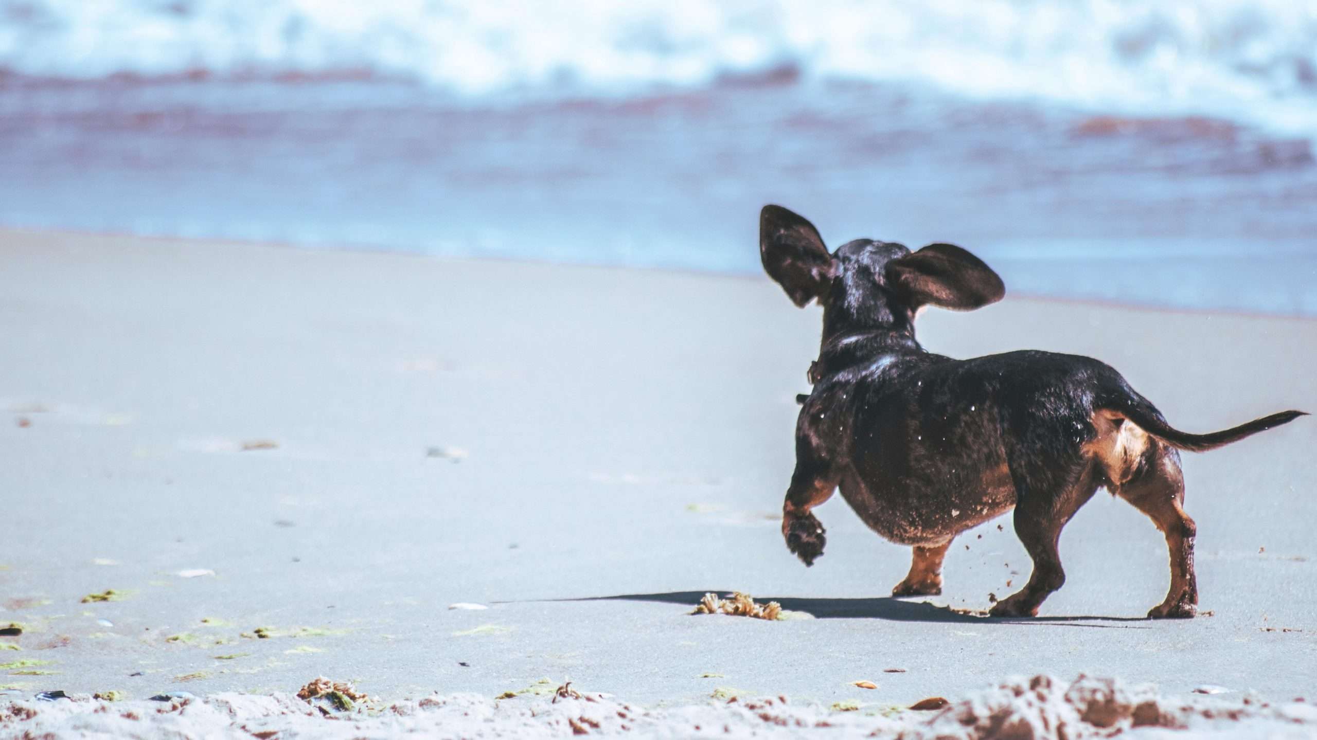 An image of a dog at the beach