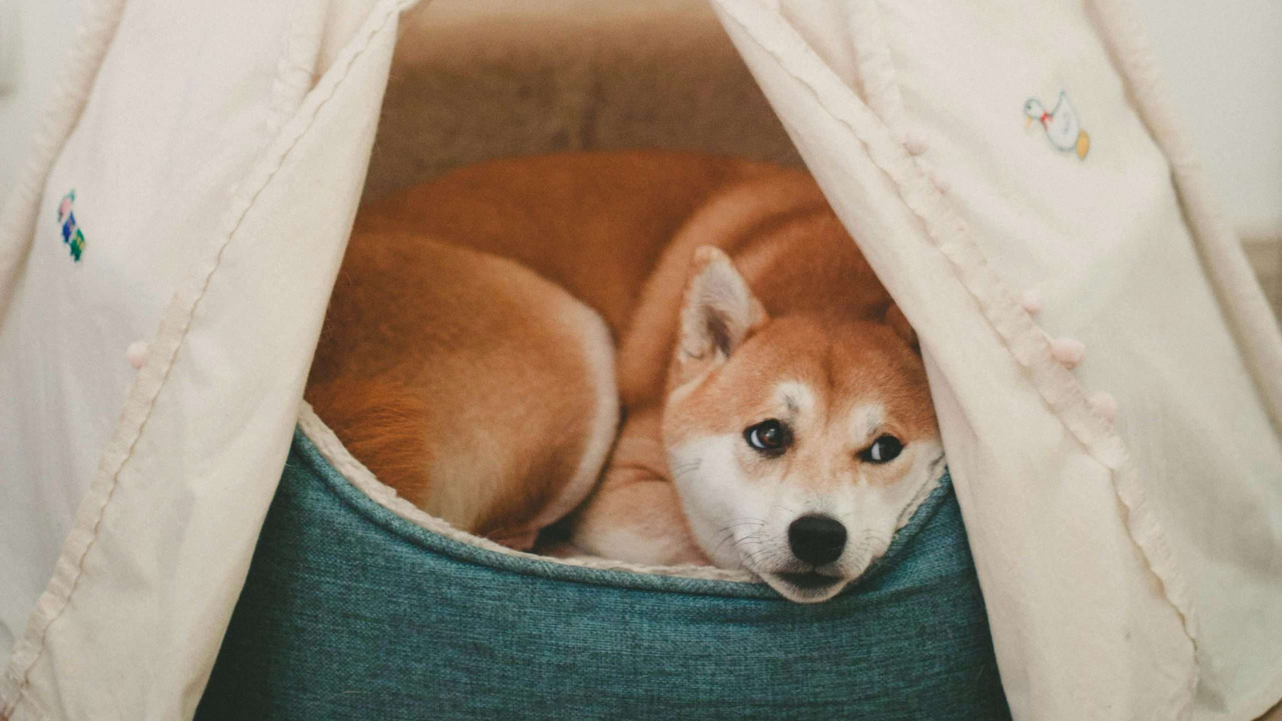 An image of a dog in a bed