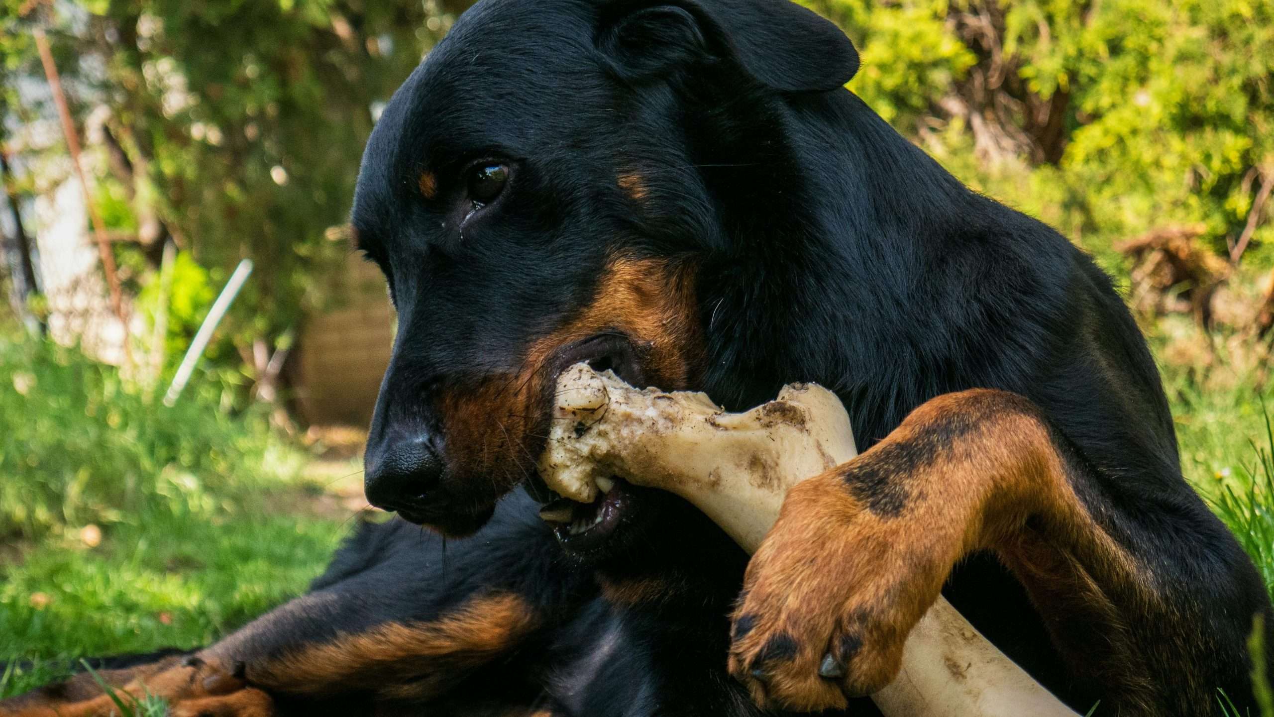 An image of a dog biting a bone