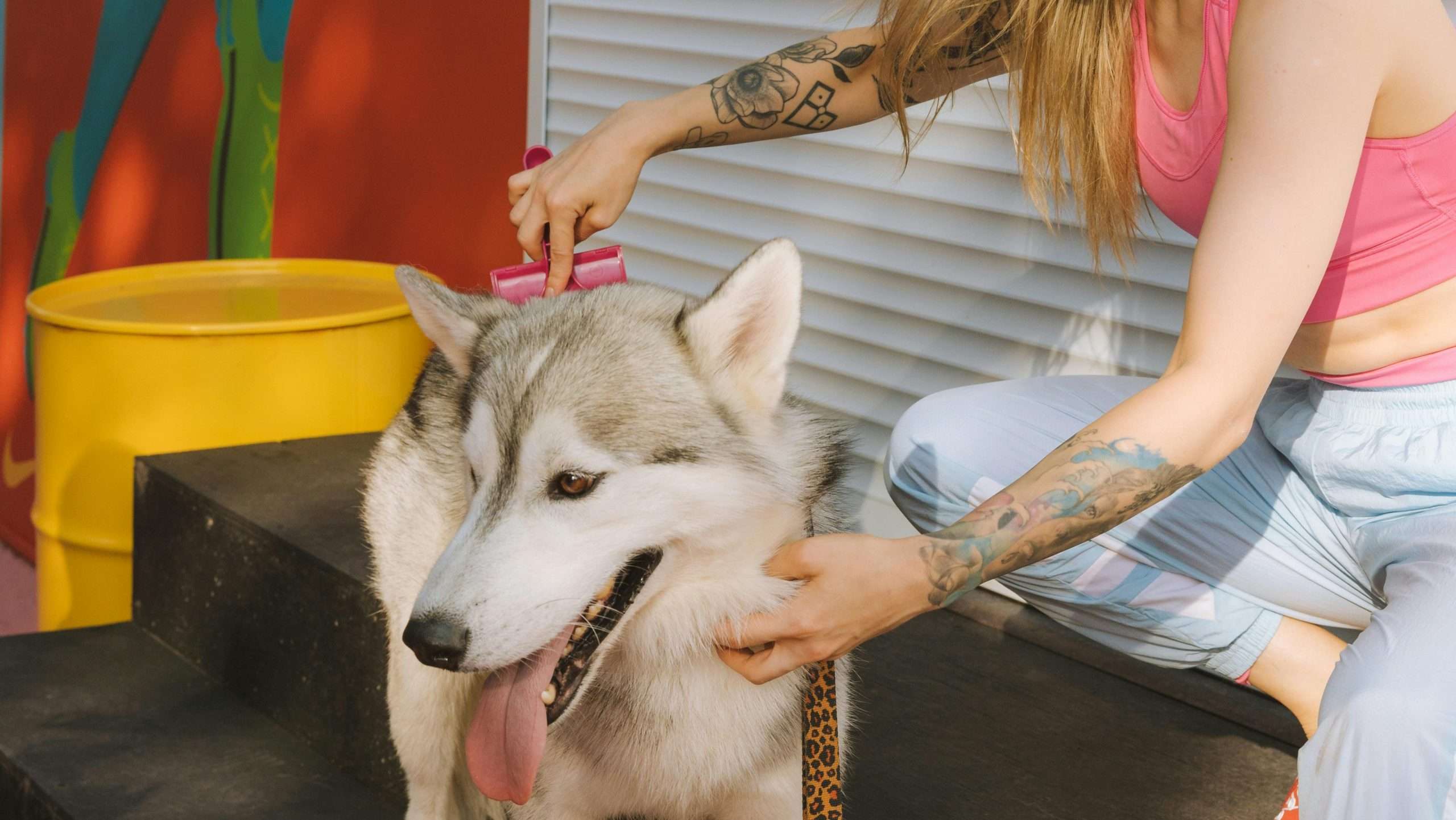 An image of a dog getting brushed - Professional Dog Grooming Techniques