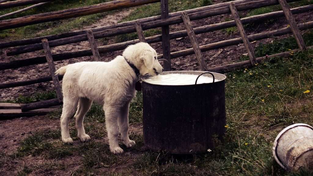 An image of a dog having food - dog tear stains