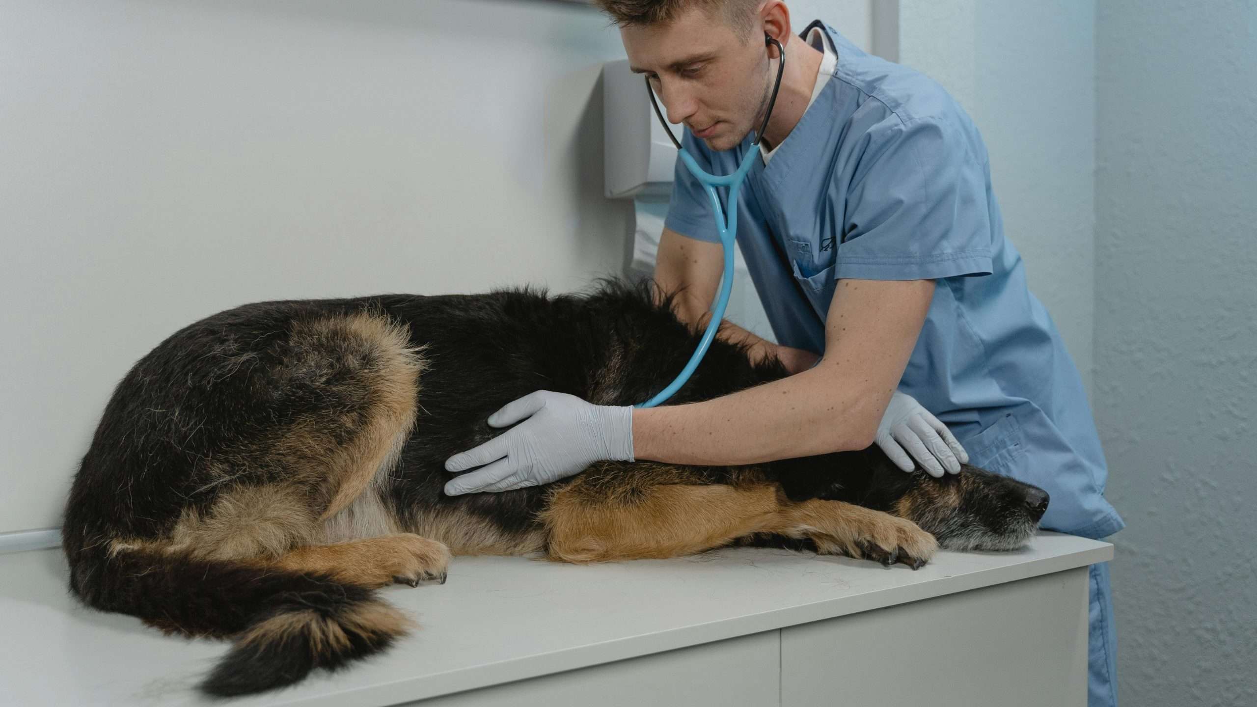 An image of a dog being checked
