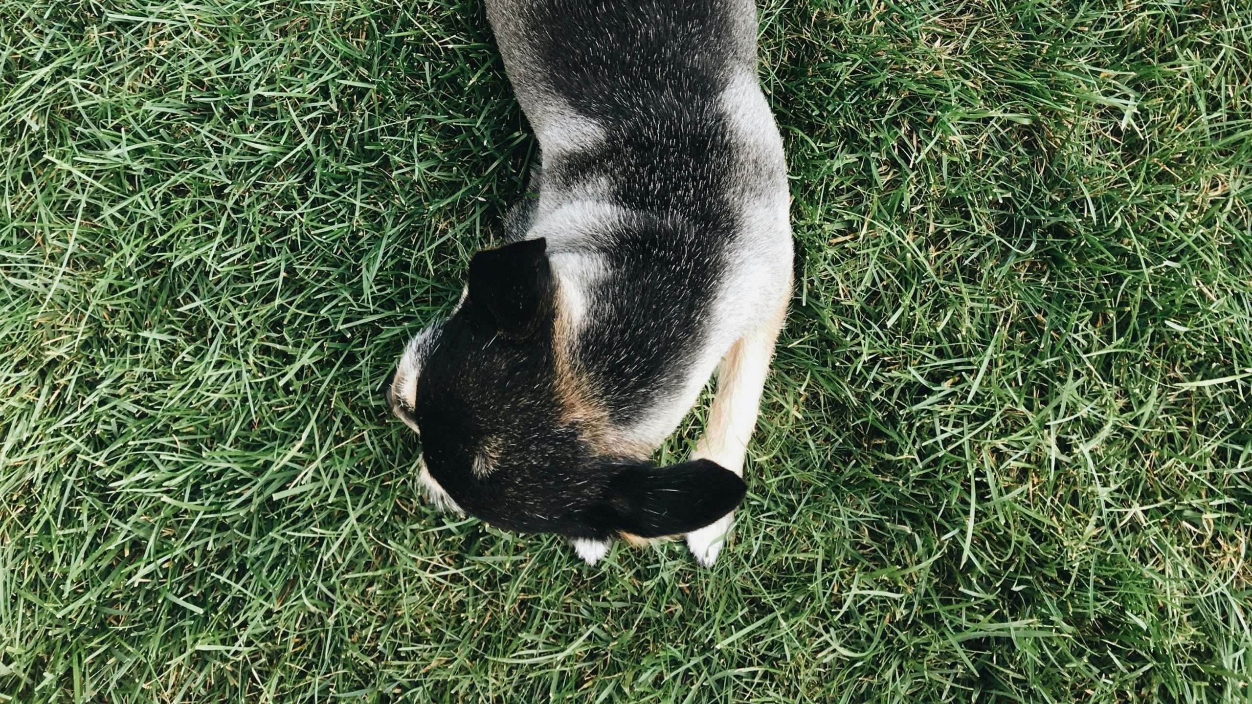 An image of a dog eating grass 