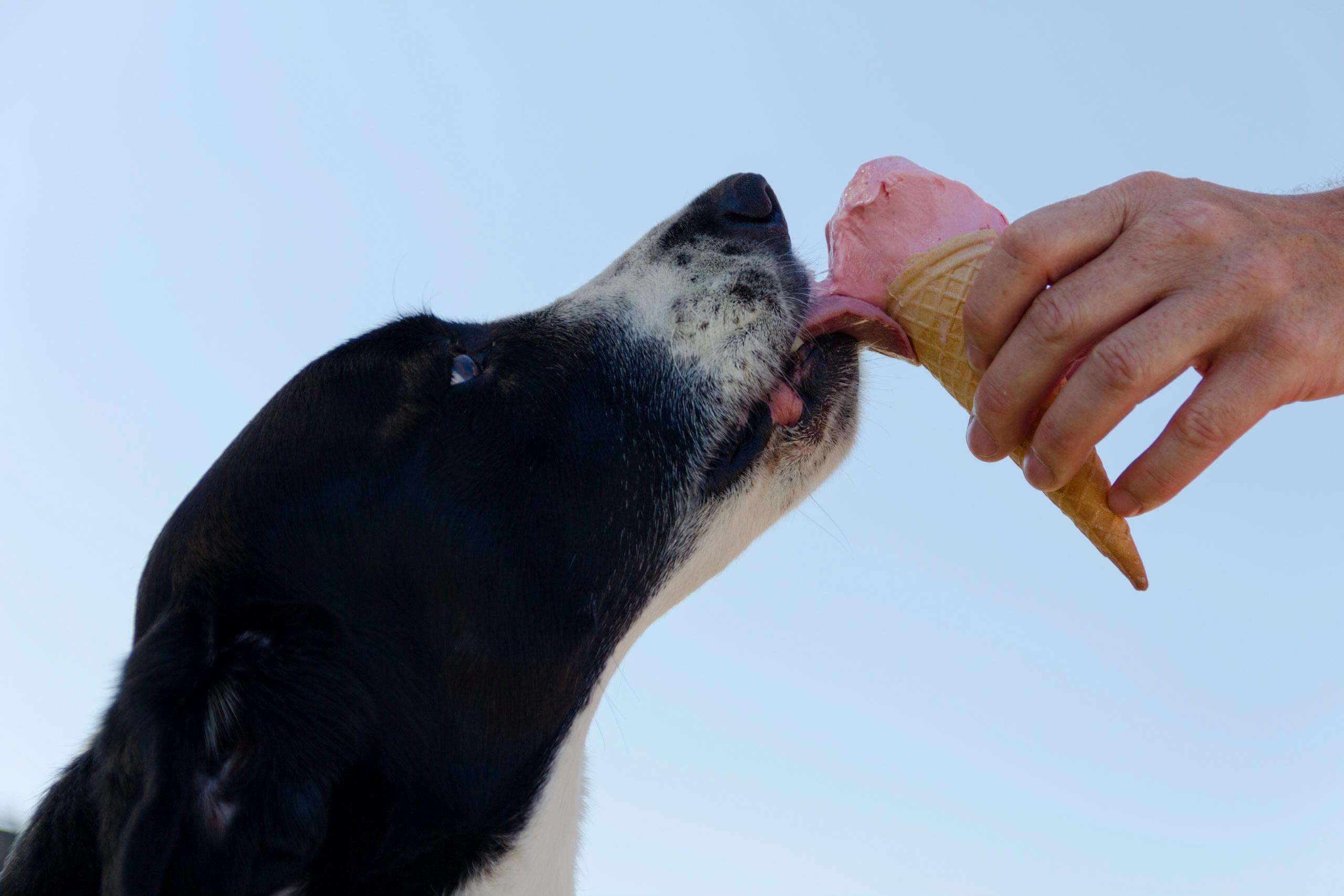 An image of a dog eating ice cream