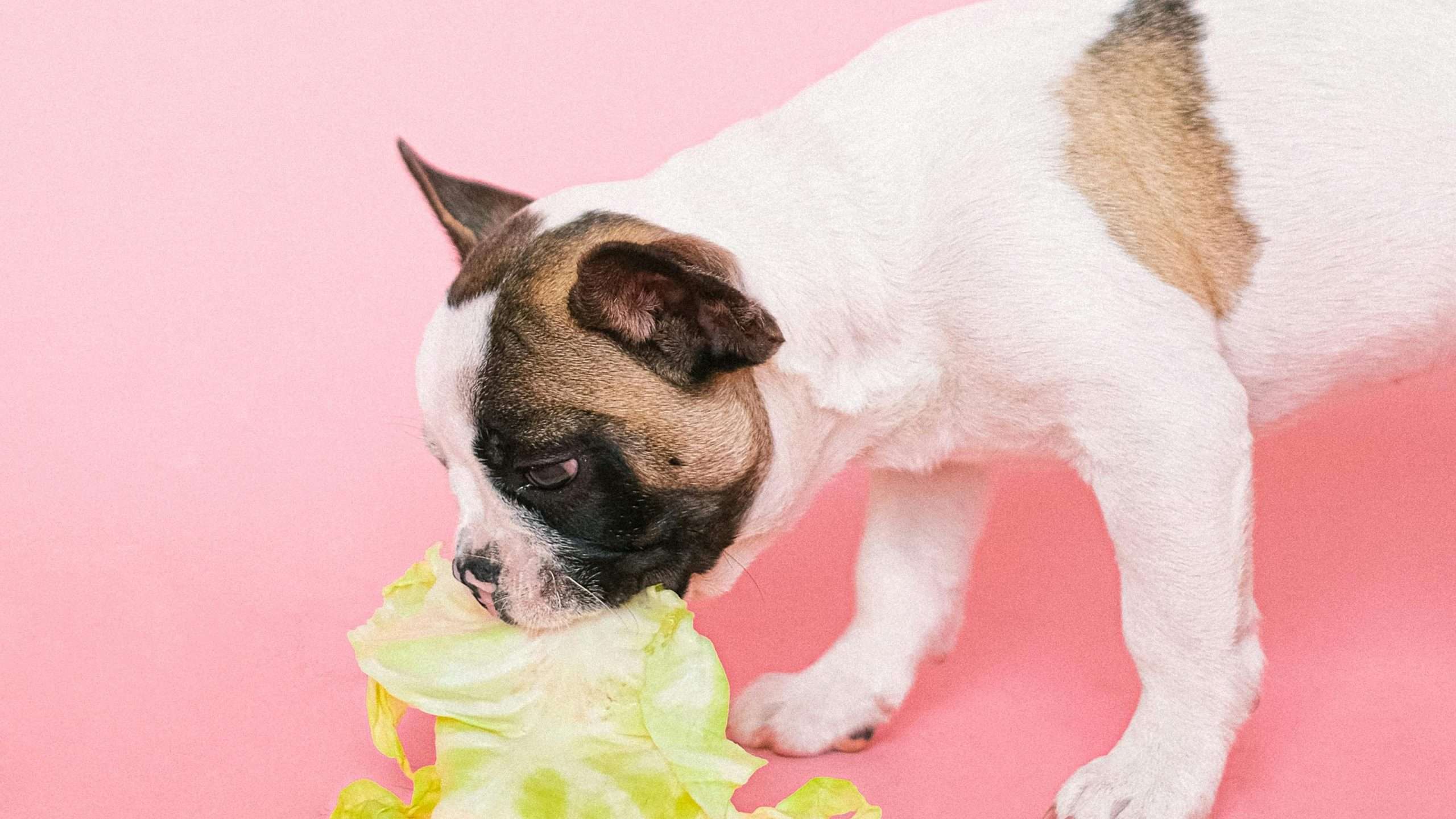 An image of a dog eating veggies