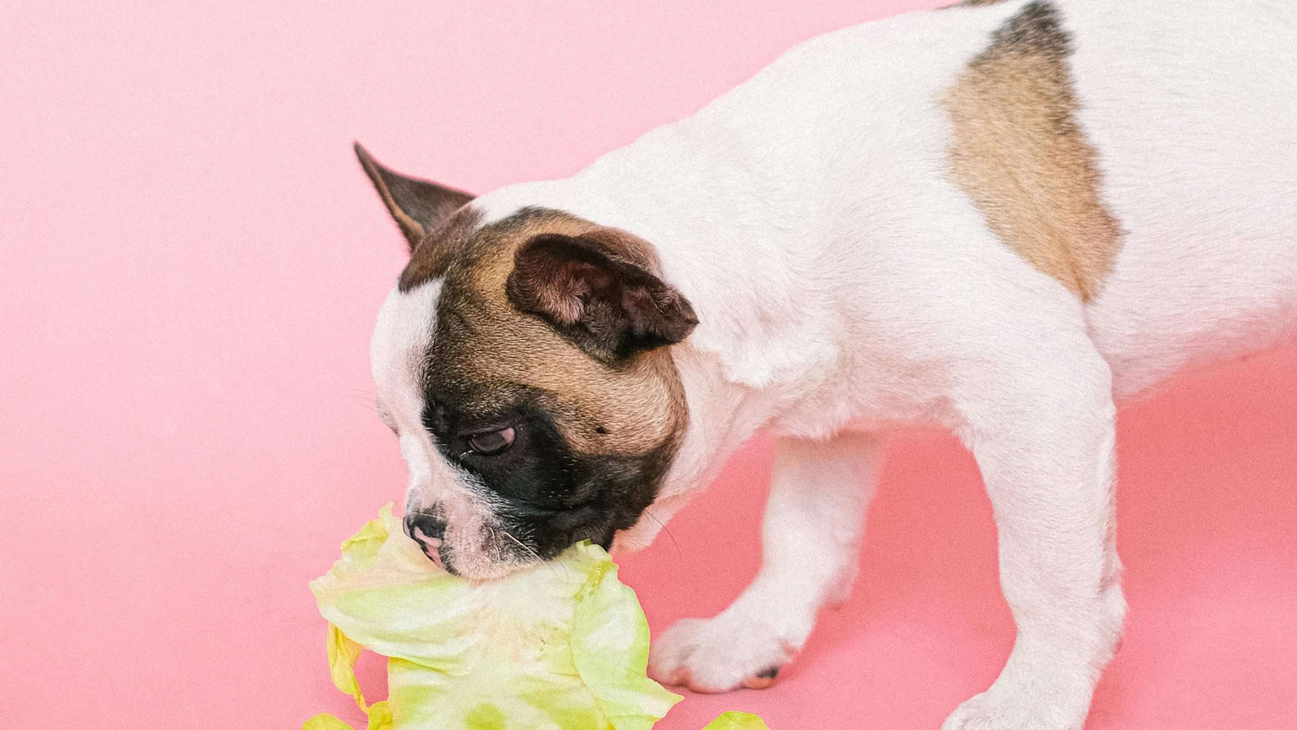 An image of a dog eating cabbage
