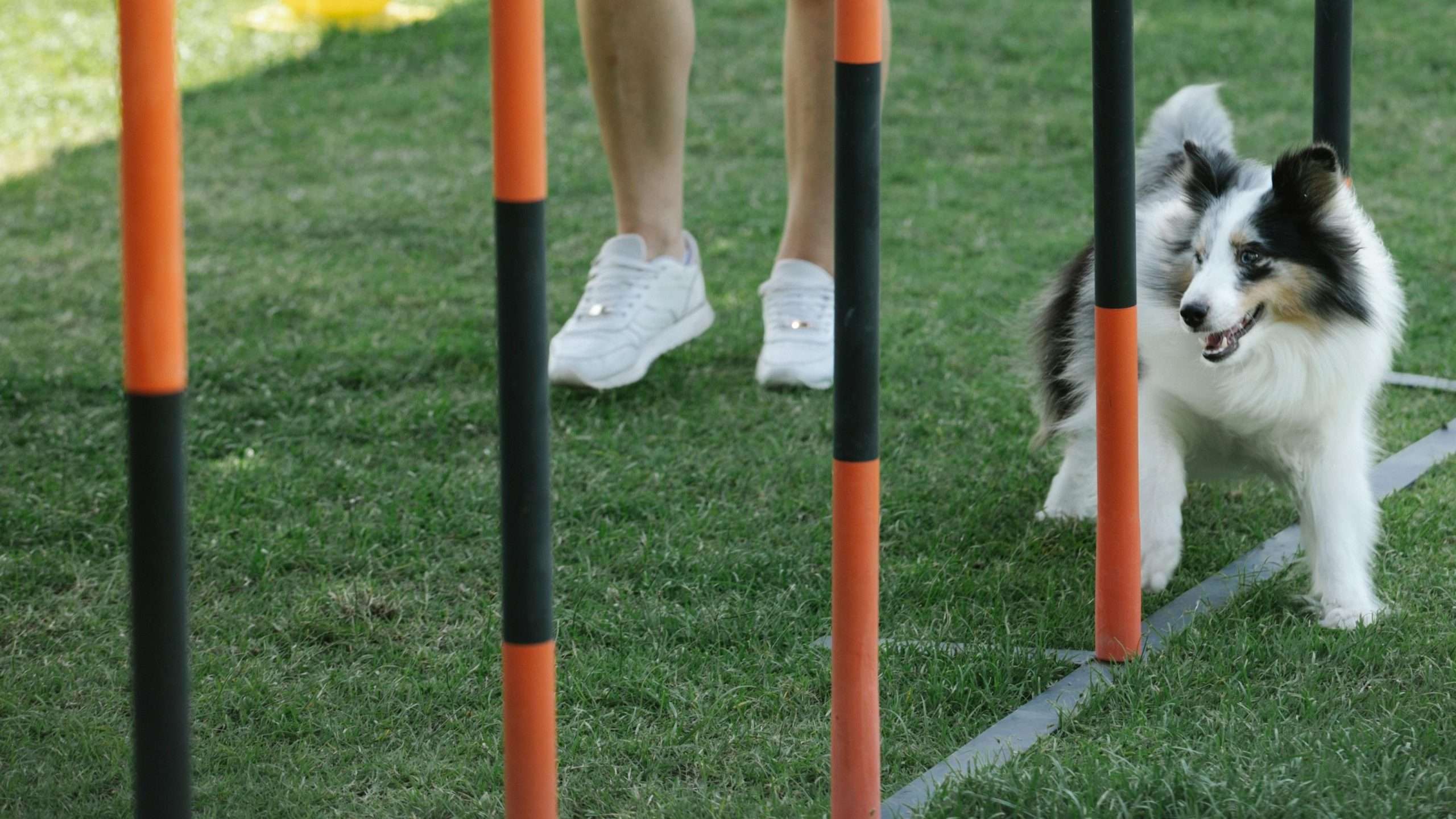 An image of a dog exercising