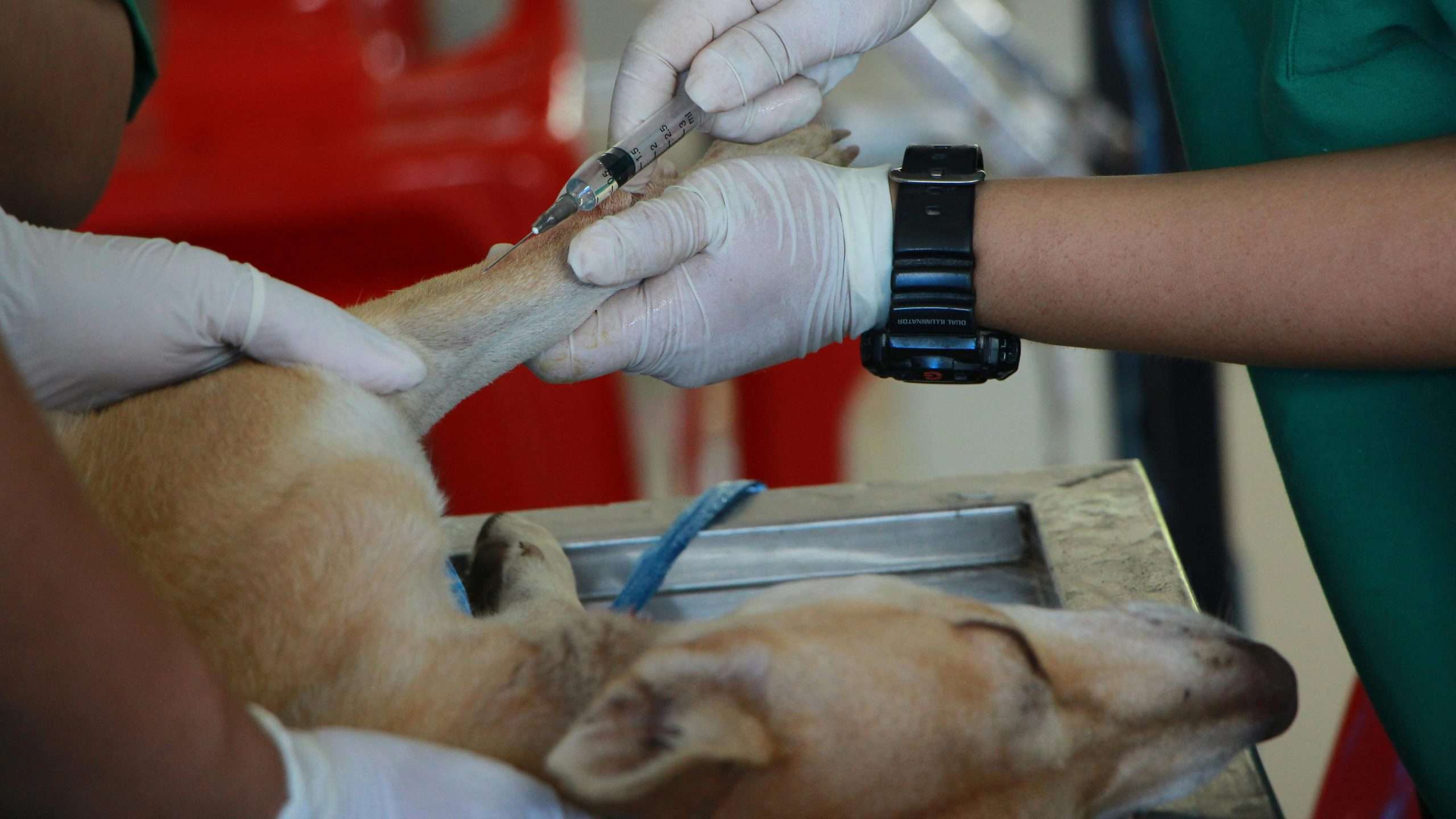 An image of a dog getting a shot - bacterial infections in dogs