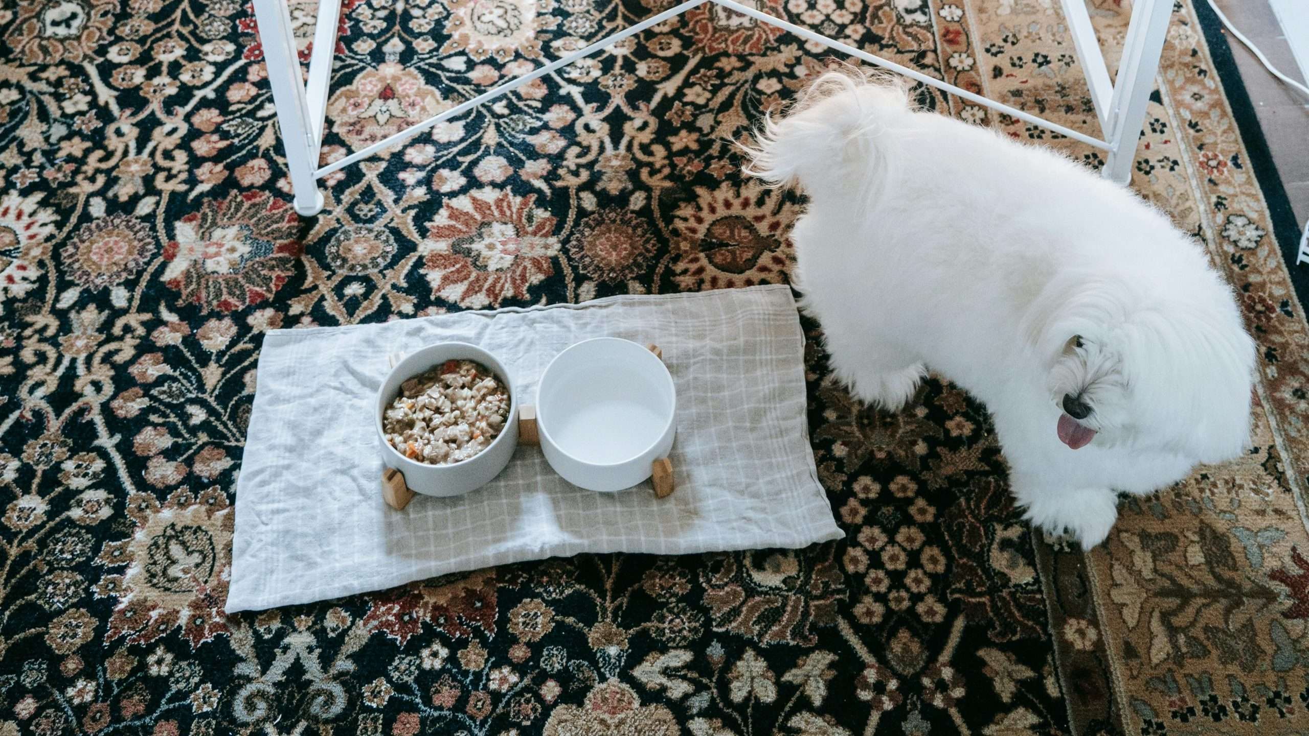 An image of a dog with food - healthy food for your dog