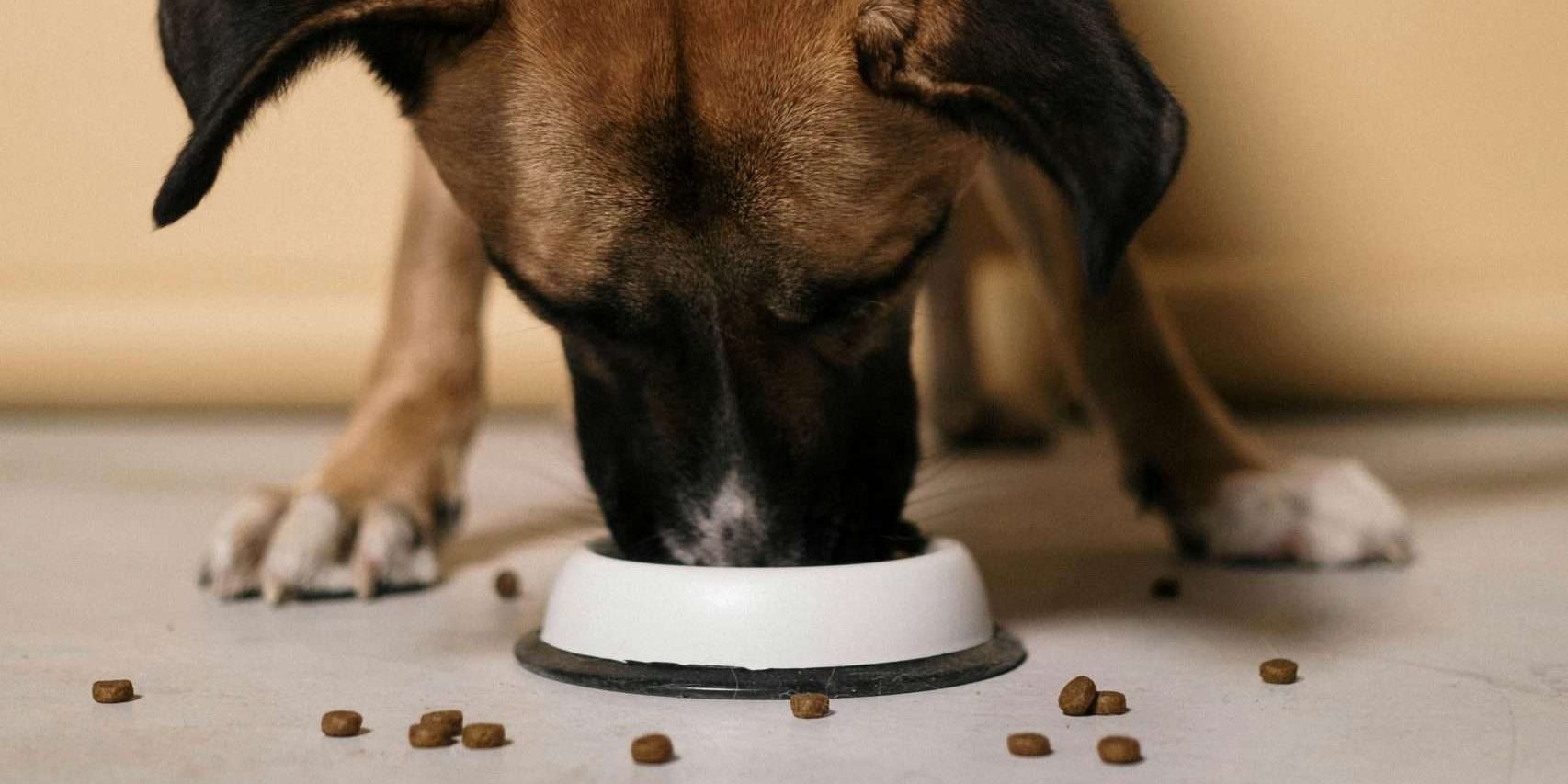 An image of a dog eating - ingredients to avoid in a dog food