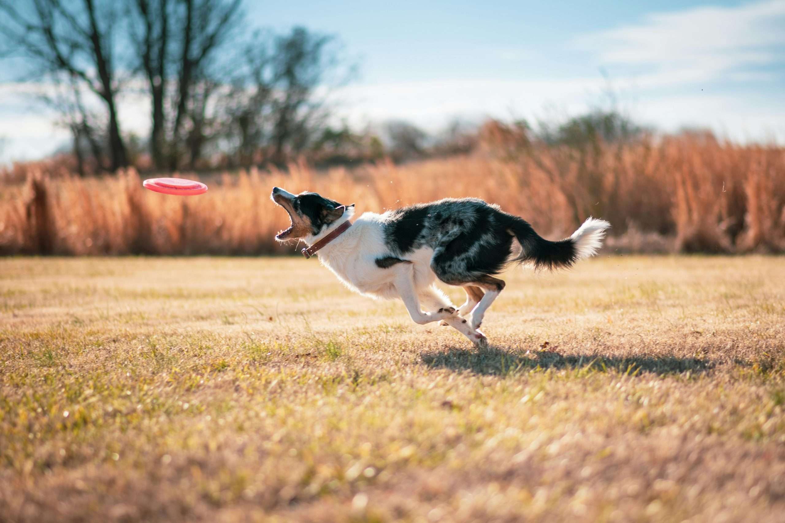 An image of a dog playing frisbee - fun ways o exercise your dog