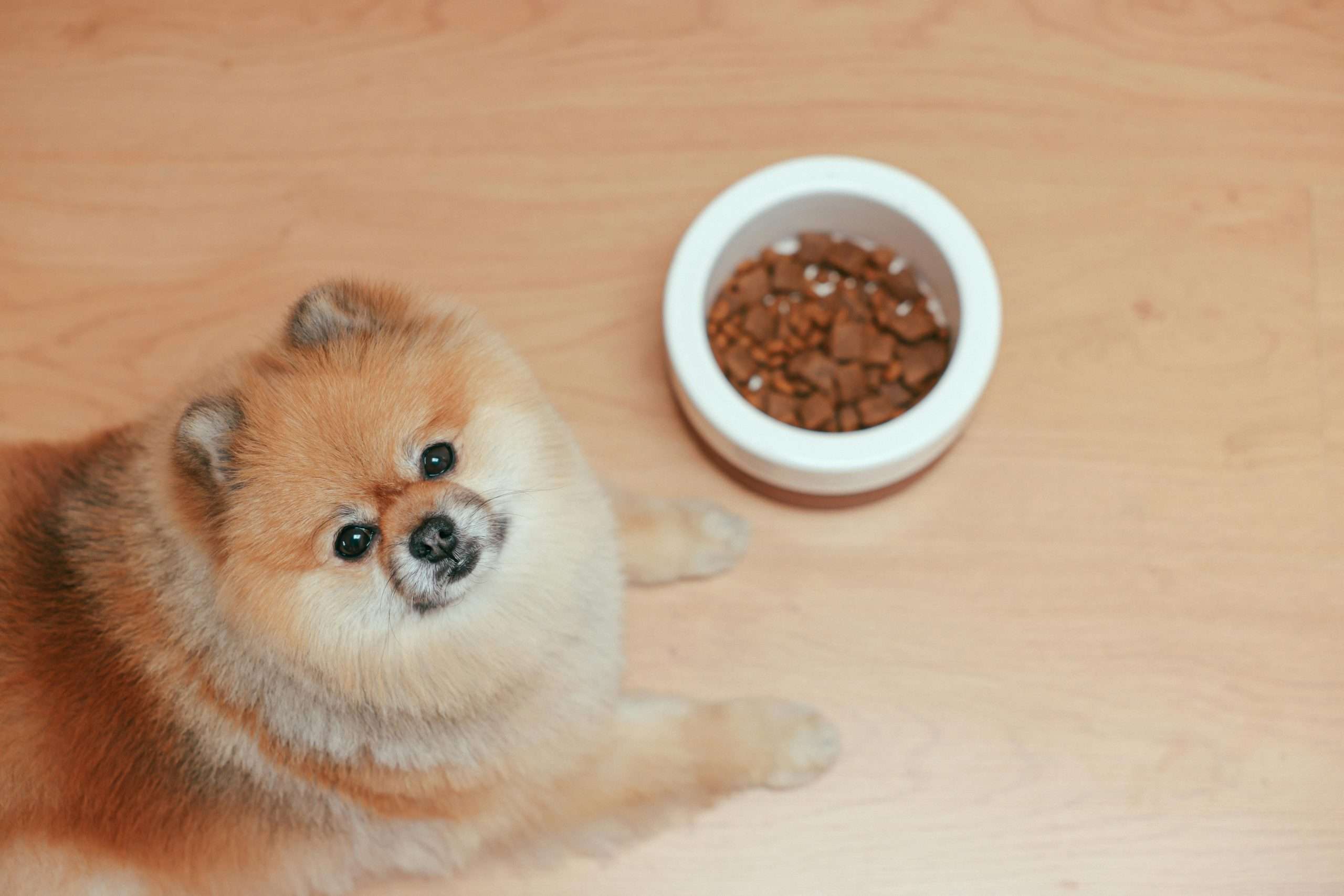 How to choose healthy food for your dog