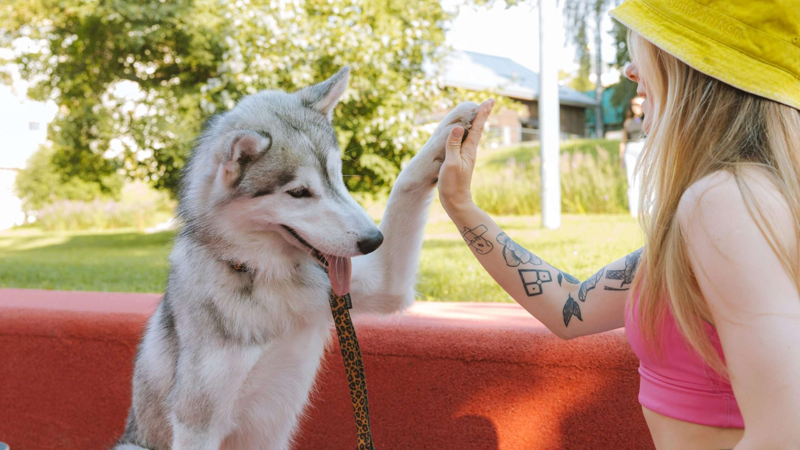 An image of a dog being trained