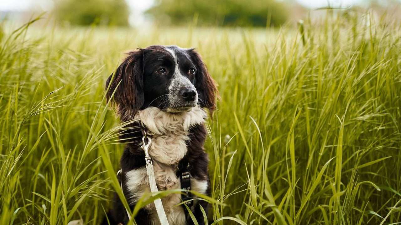 An image of a dog in the middle of a grassland