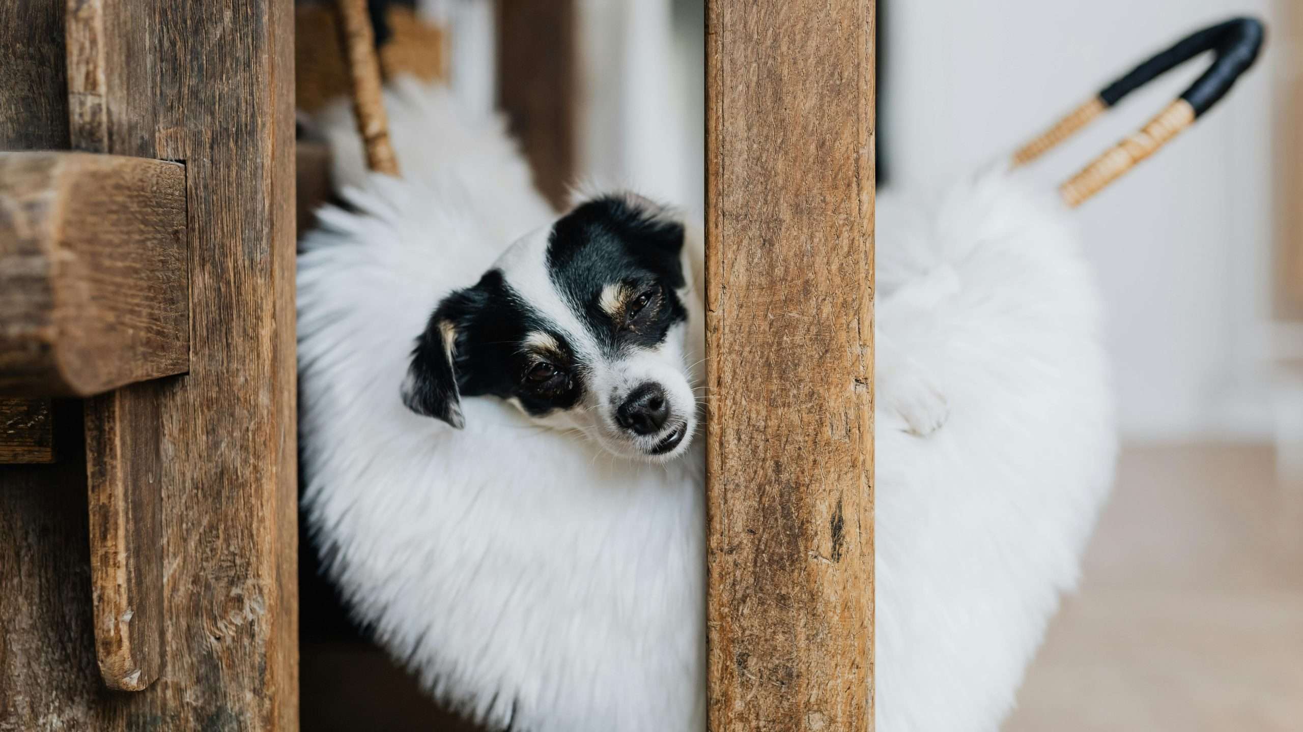 An image of a dog in crate - crate train your dog