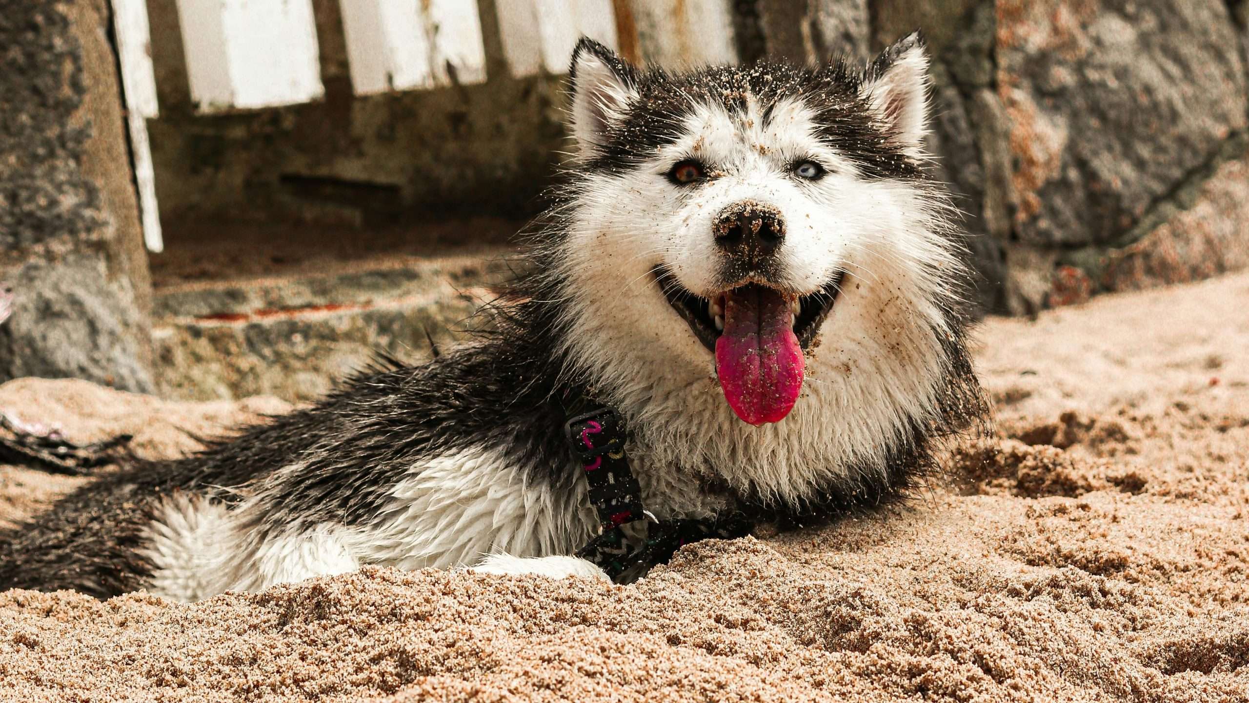 An image of a dog playing in the sand