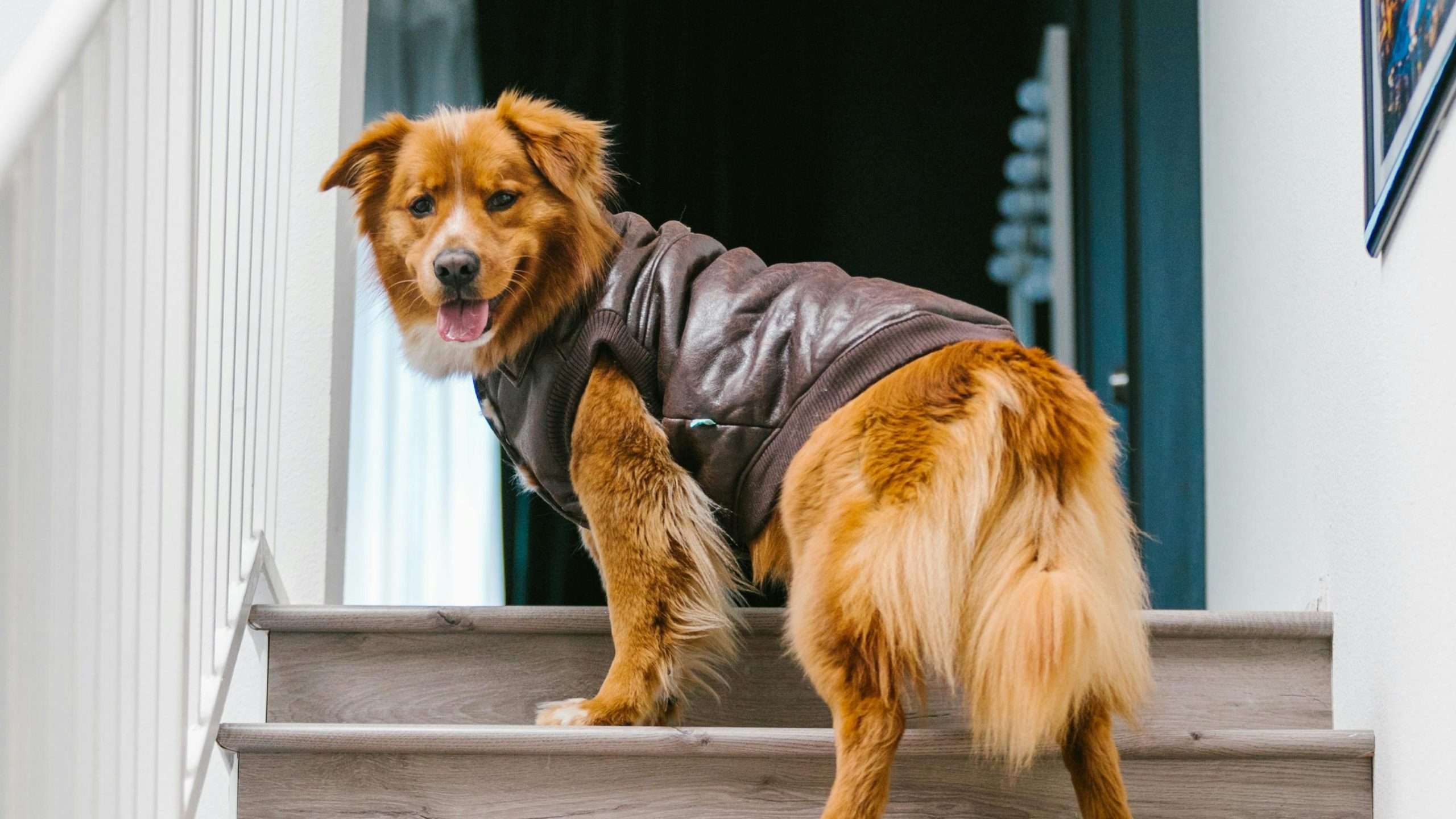 An image of a dog in stairs