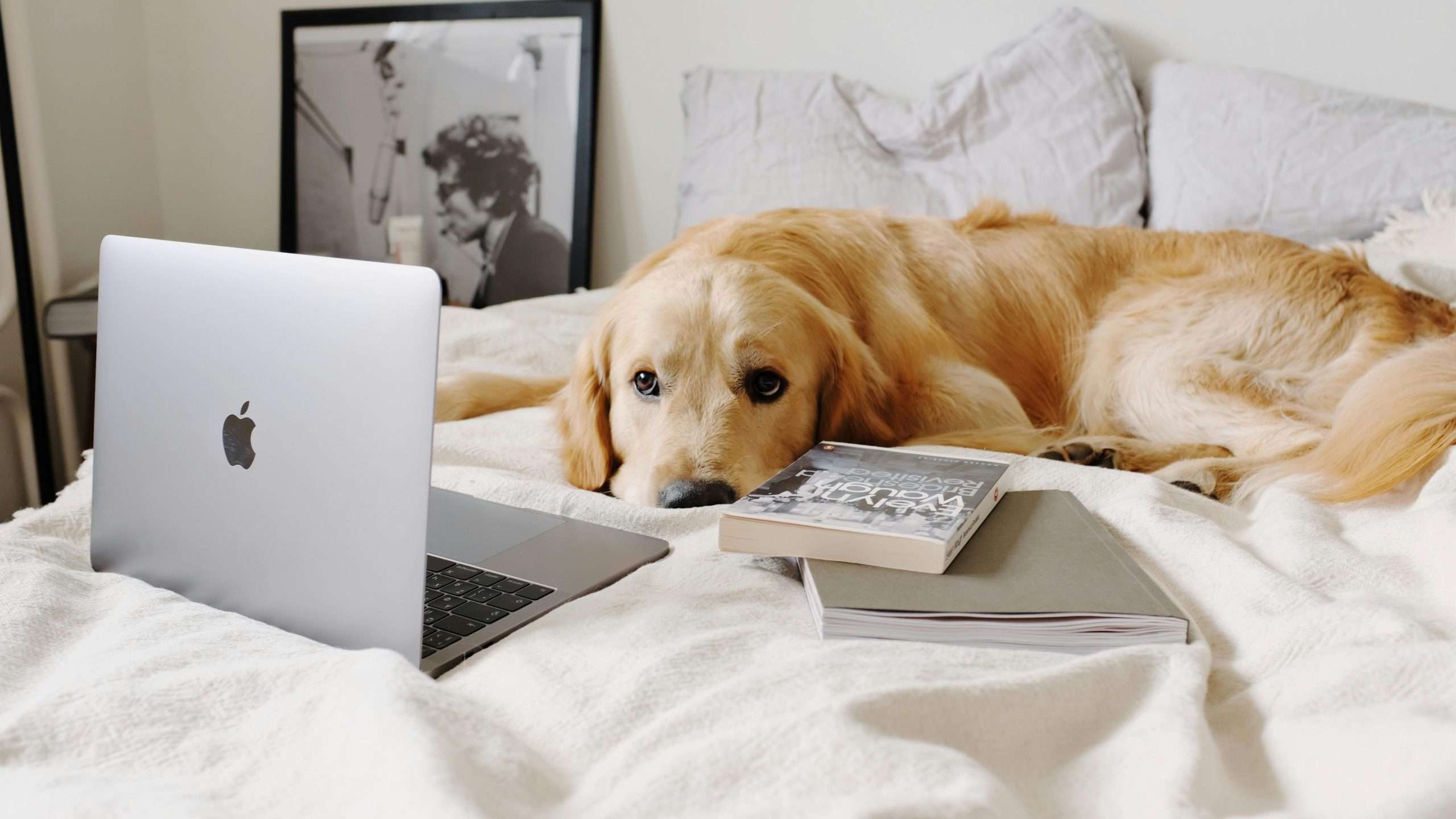 An image of a dog with laptop