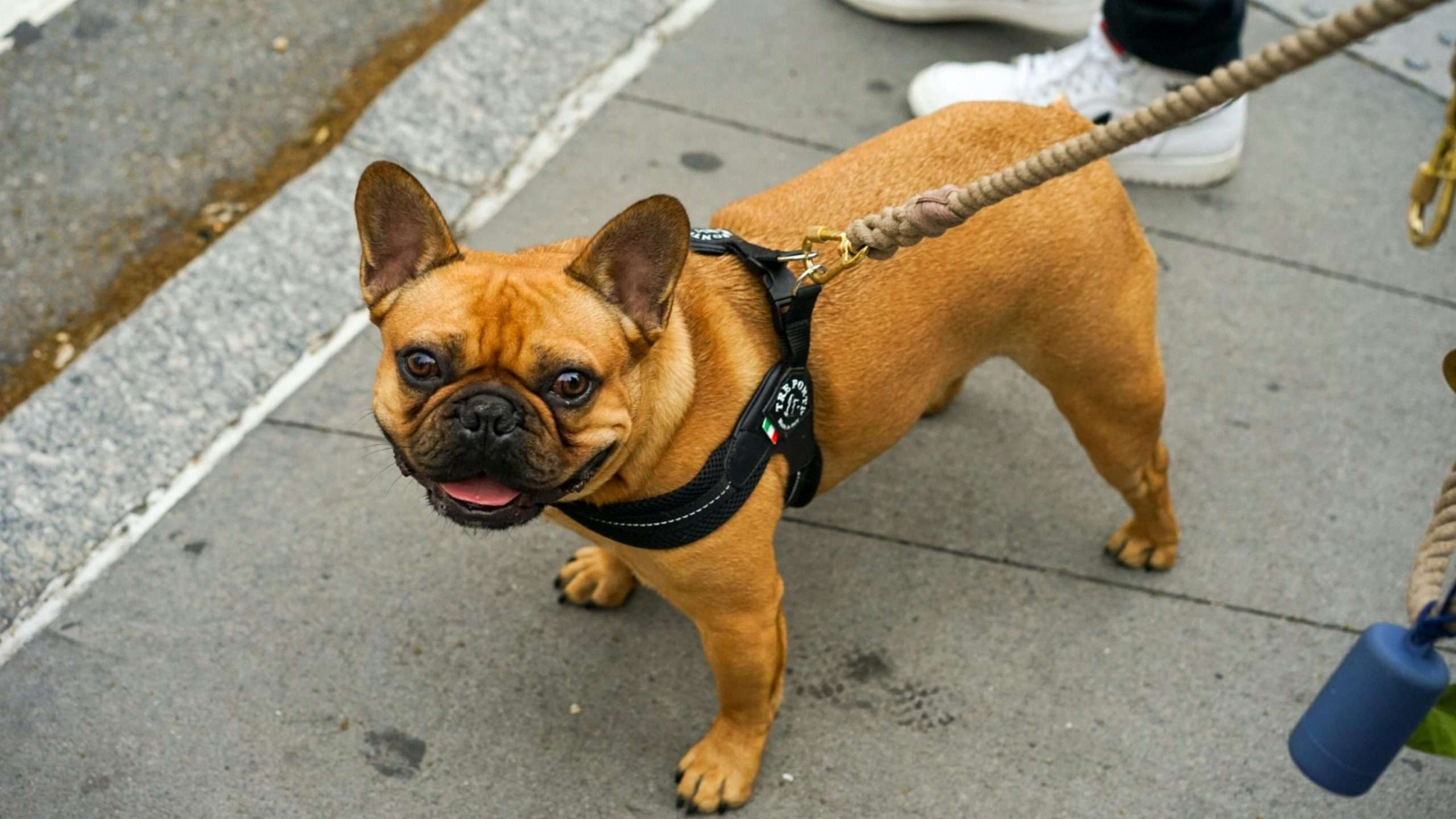 An image of a dog with leash on - pulling on the leash