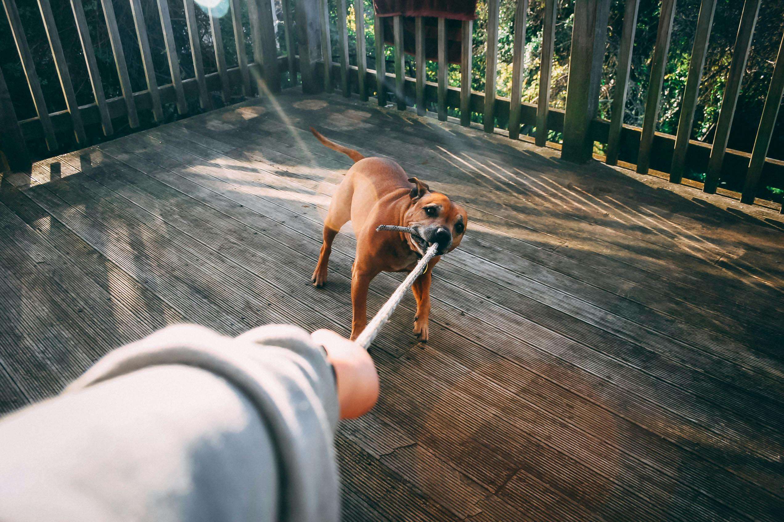An image of a dog pulling on the leash