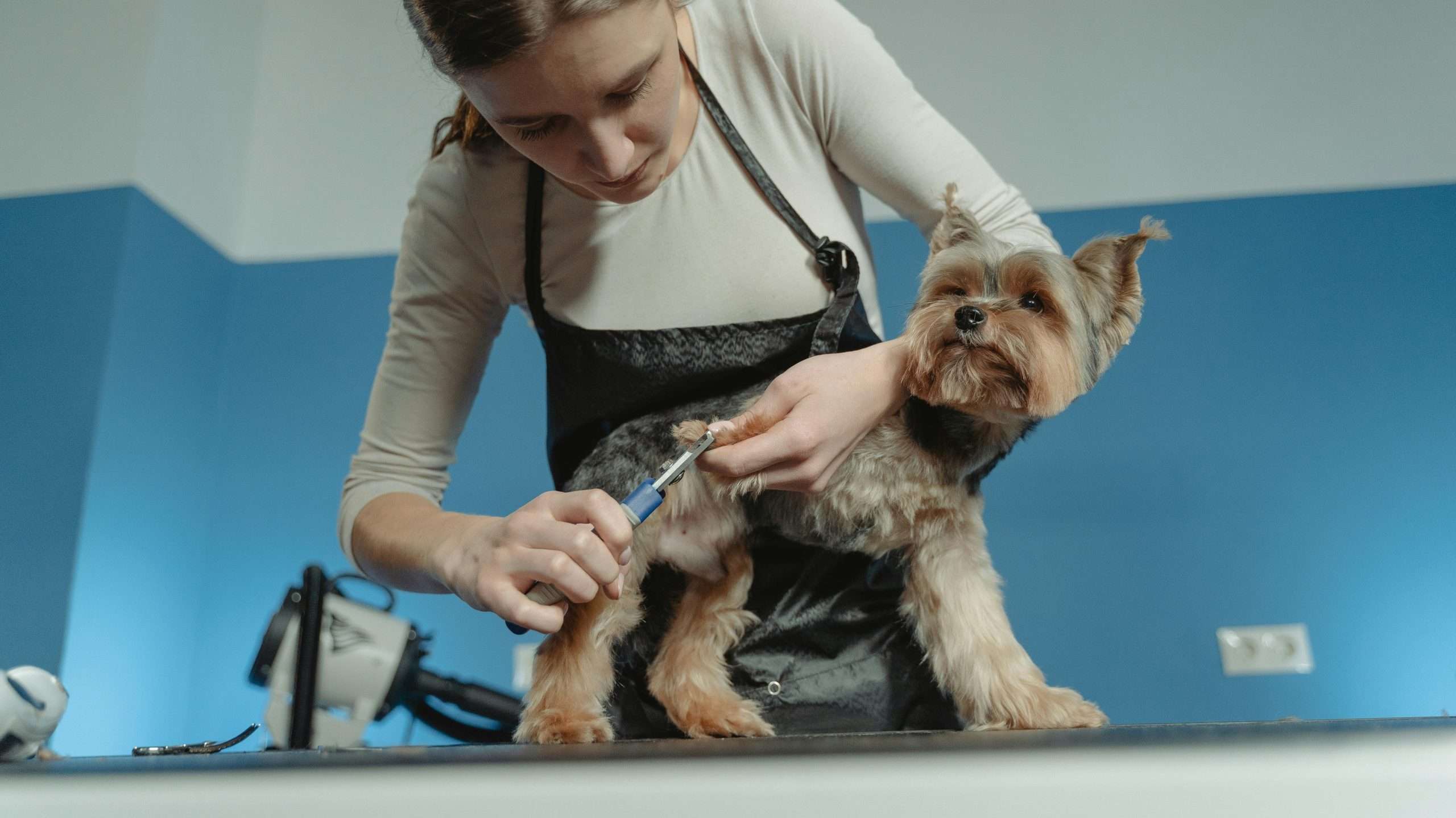 An image of a  dog getting its nail trimmed
