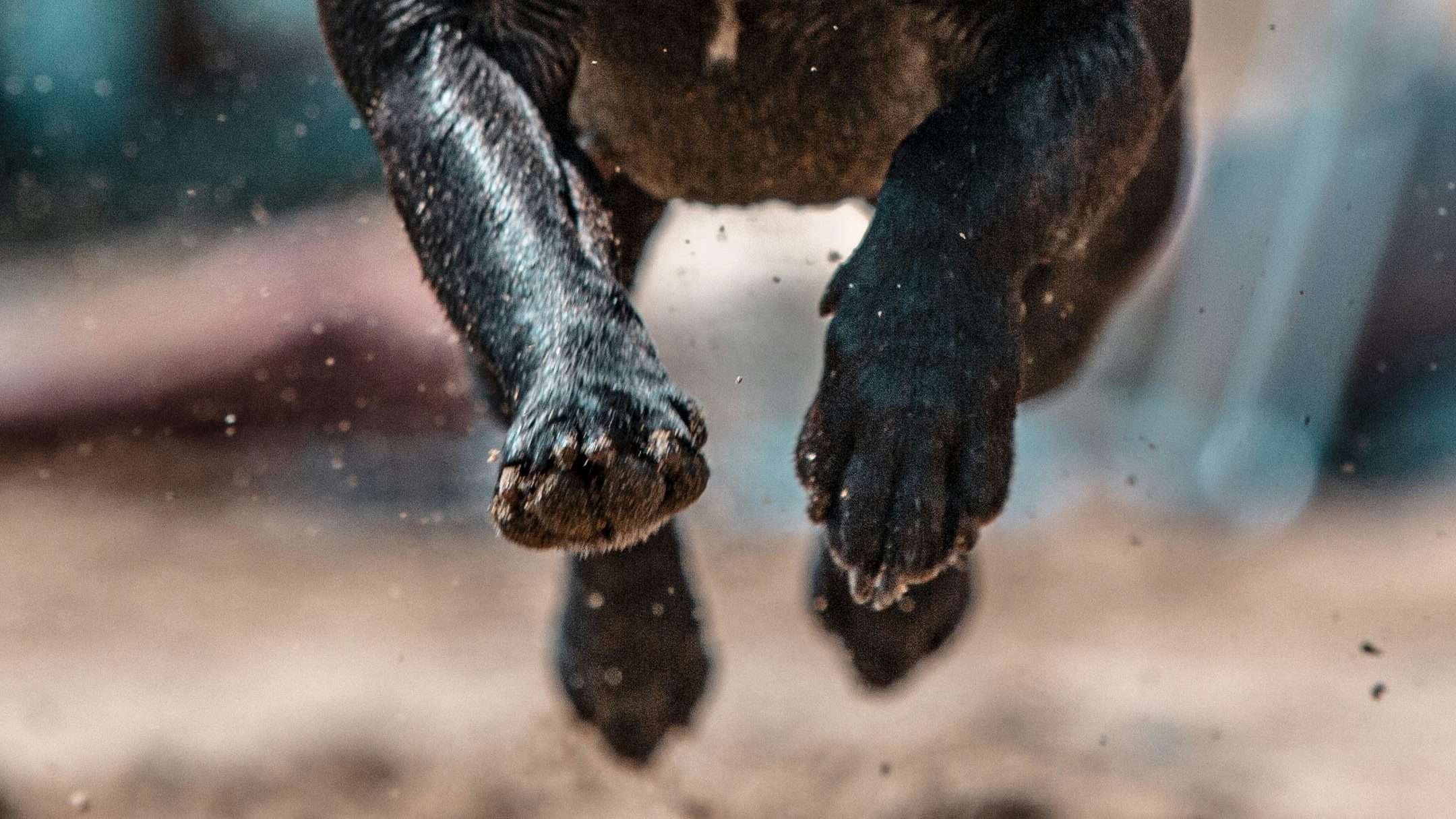 An image of a dog's nails