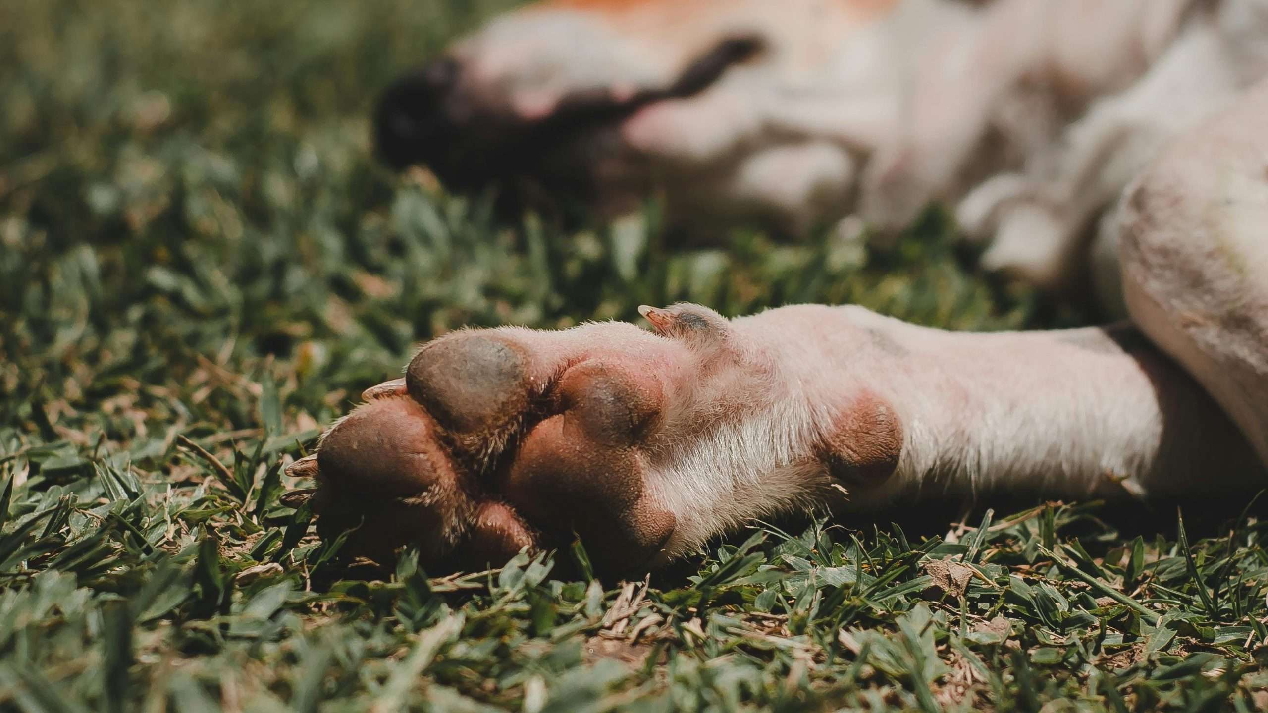 An image of a dog's paw