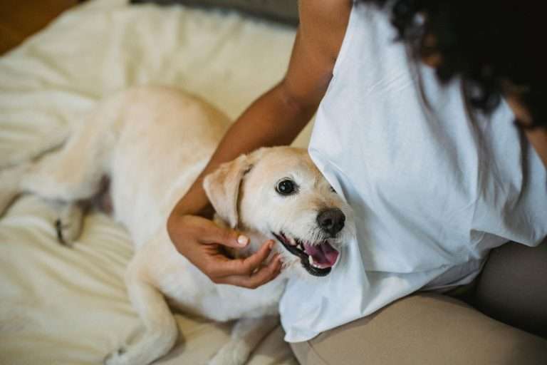How to Get Rid of Dog Smell: 10 Quick and Effective Tips