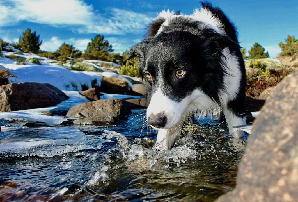 An image of a dog at the river