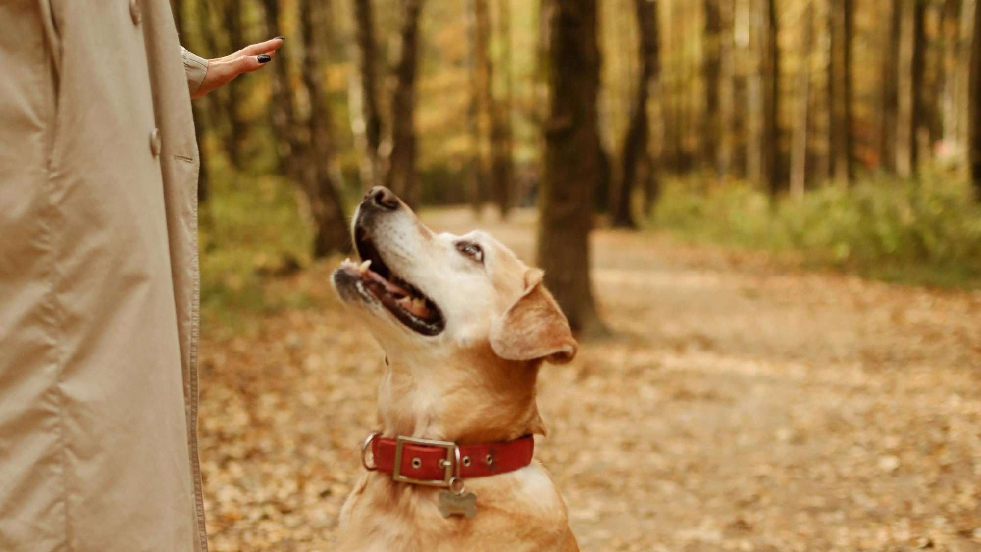 An image of a dog responding to the hand signal 'stay'