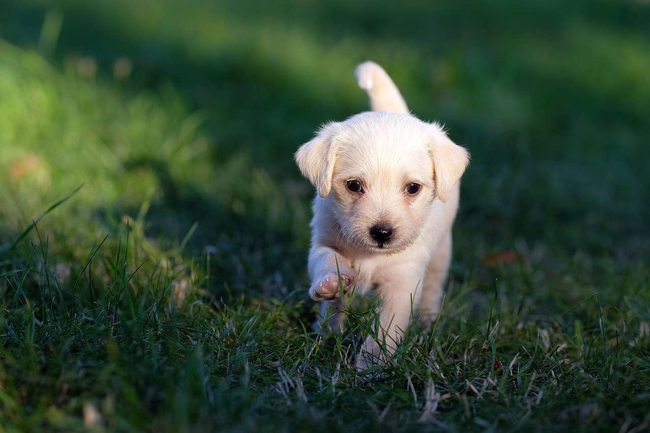 An image of a dog with tear stains - dogs tear stains